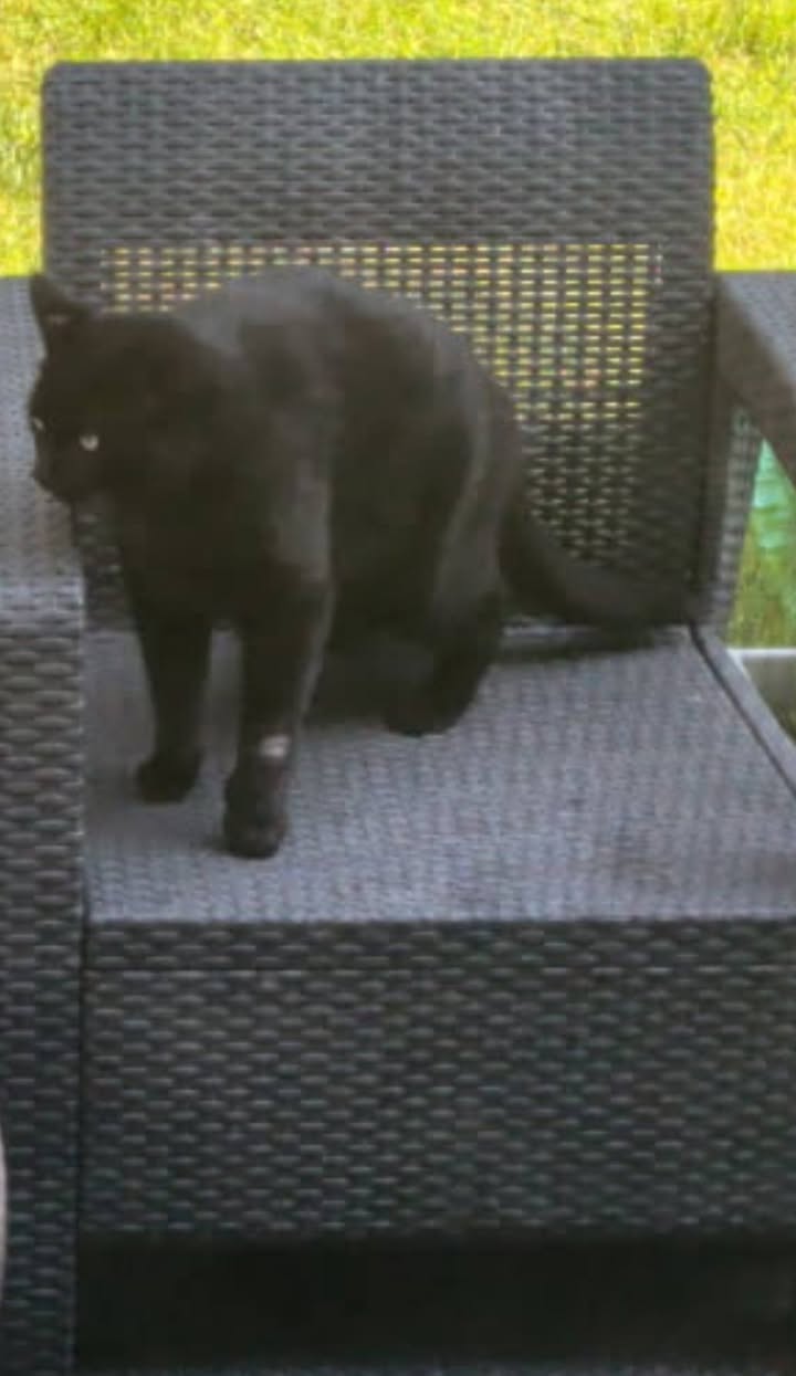 Lost Cat in Evergreen SW