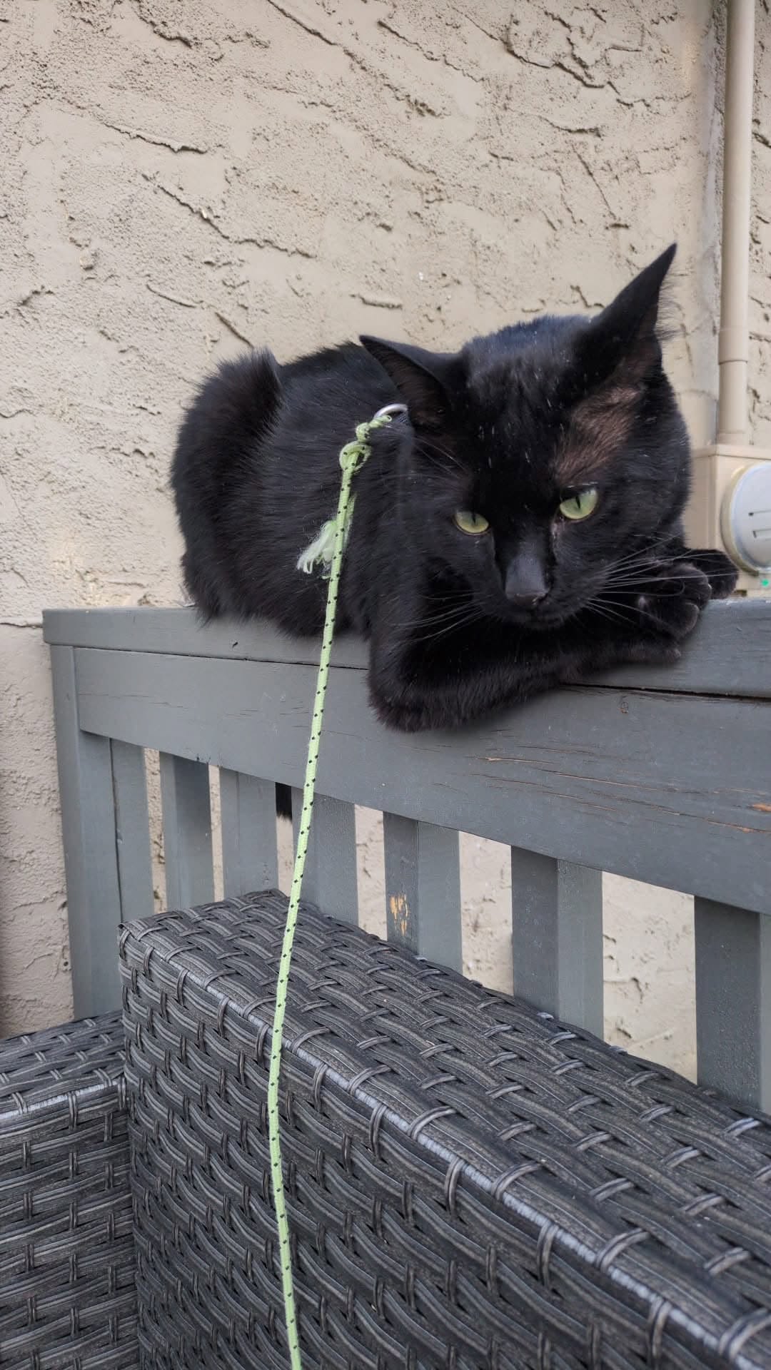 Lost Cat in Oakwood SW