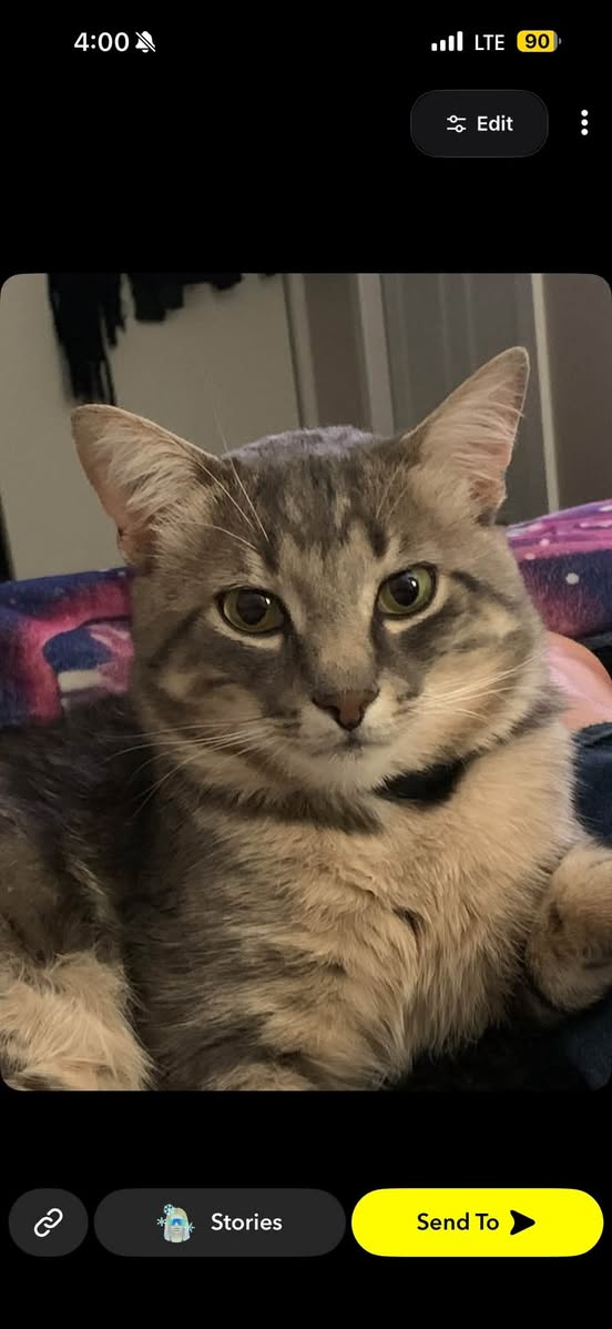 Lost Cat in Maidstone