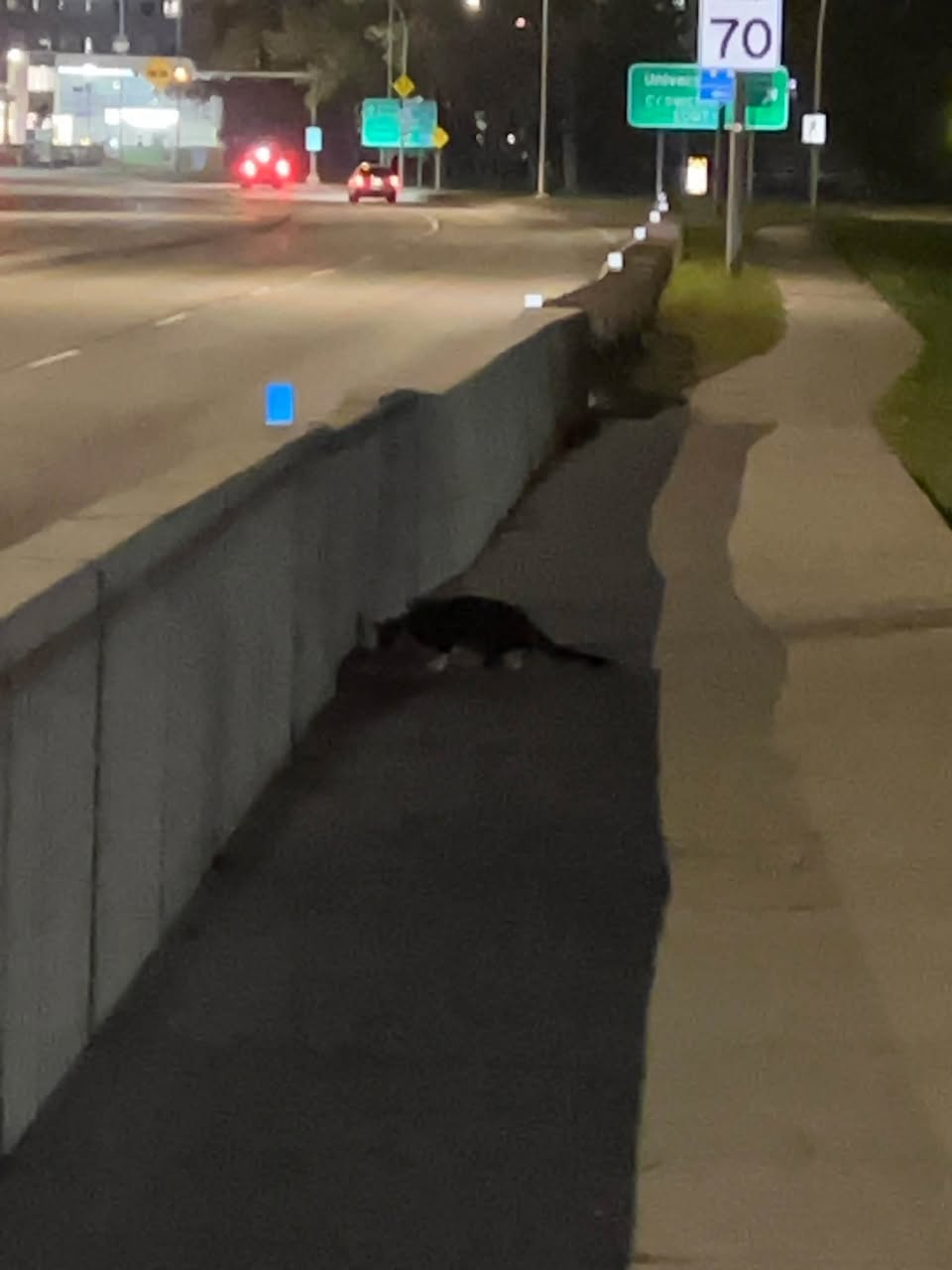 Found cat