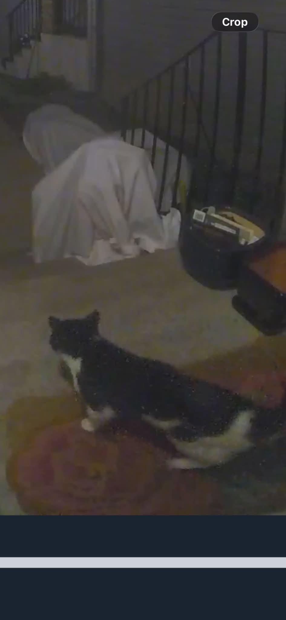 Found cat
