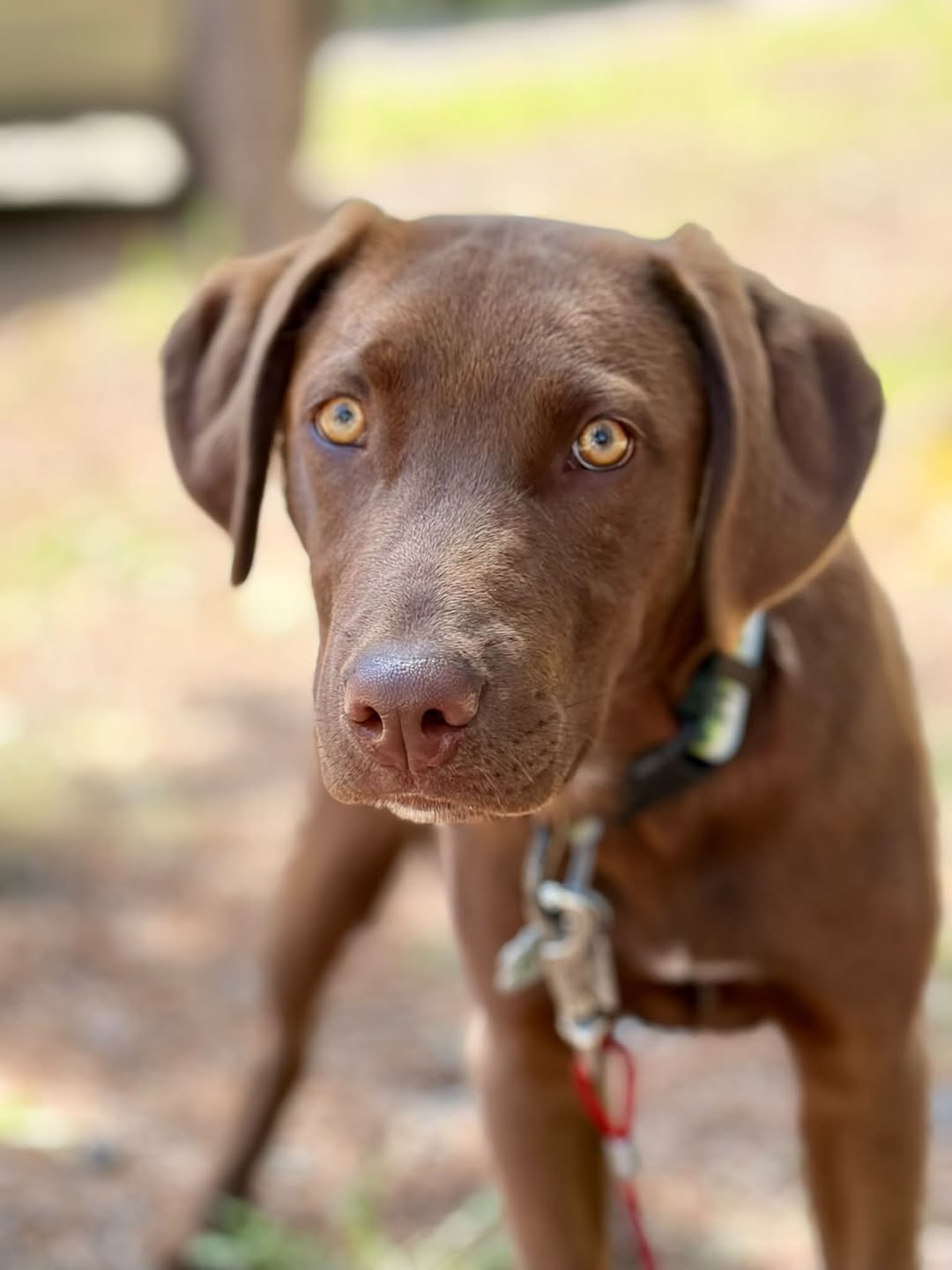 Lost dog