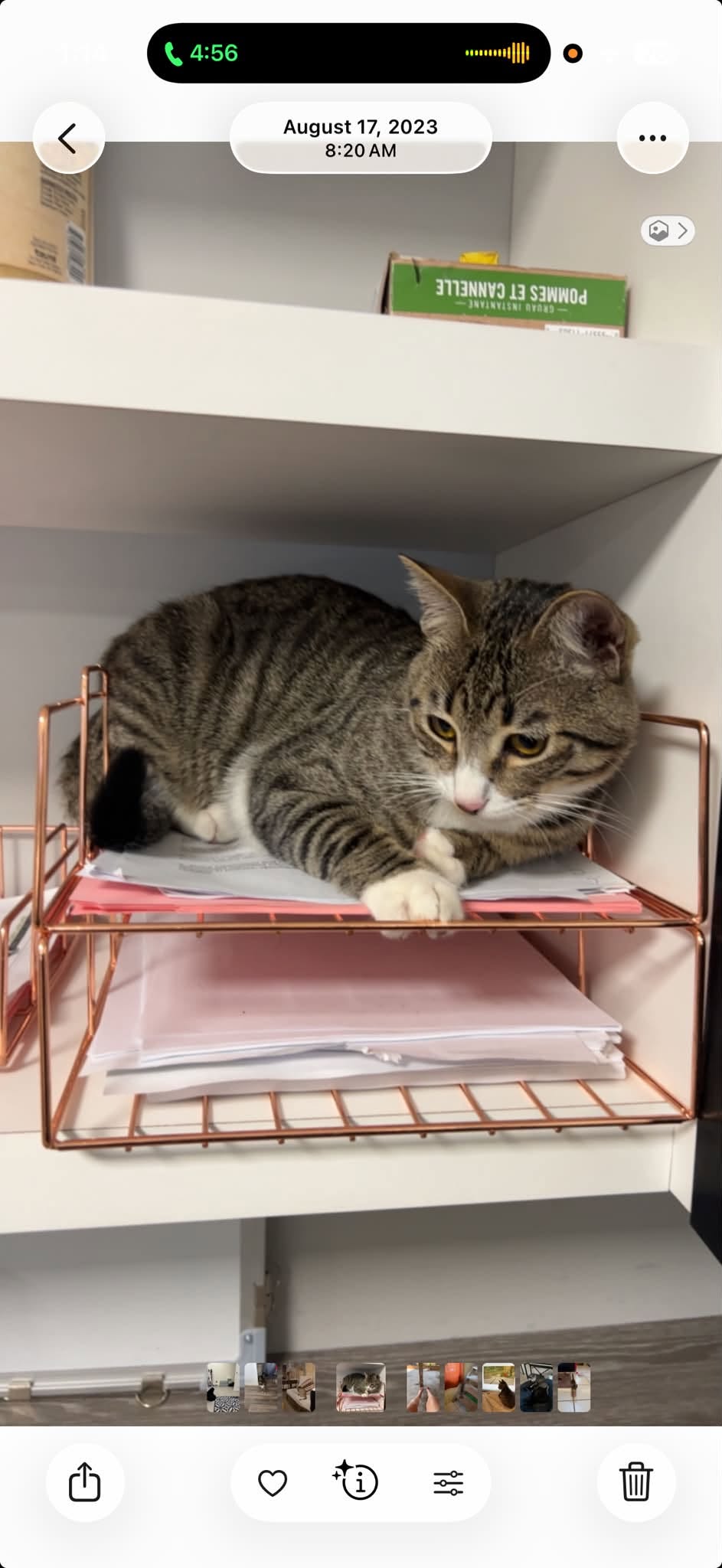 Lost Cat in Fairview
