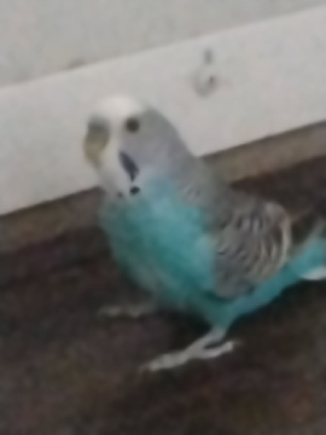 Lost Budgie in Patina Park