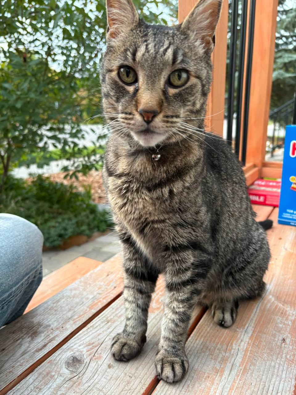 Found cat