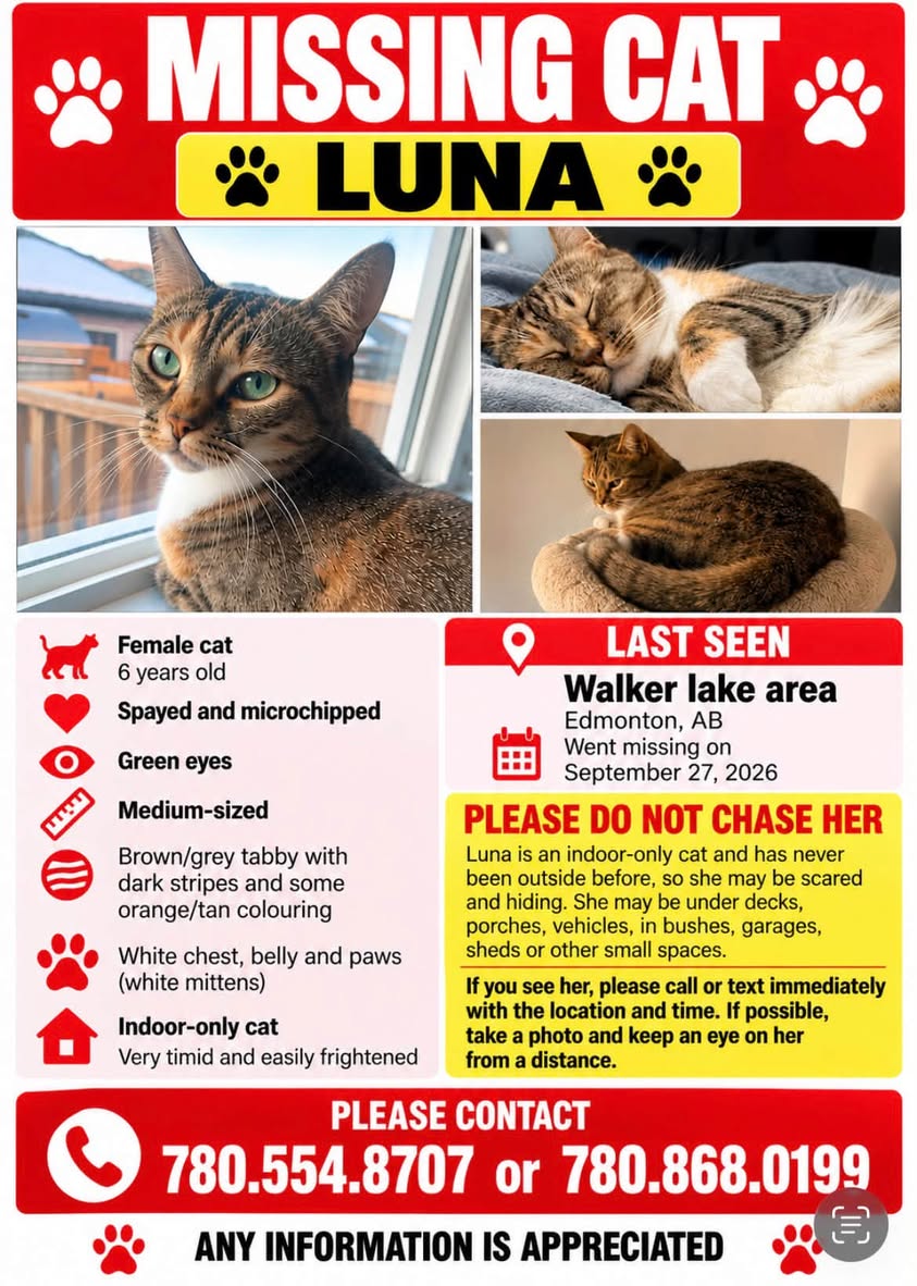 Lost Cat in Walker Lake