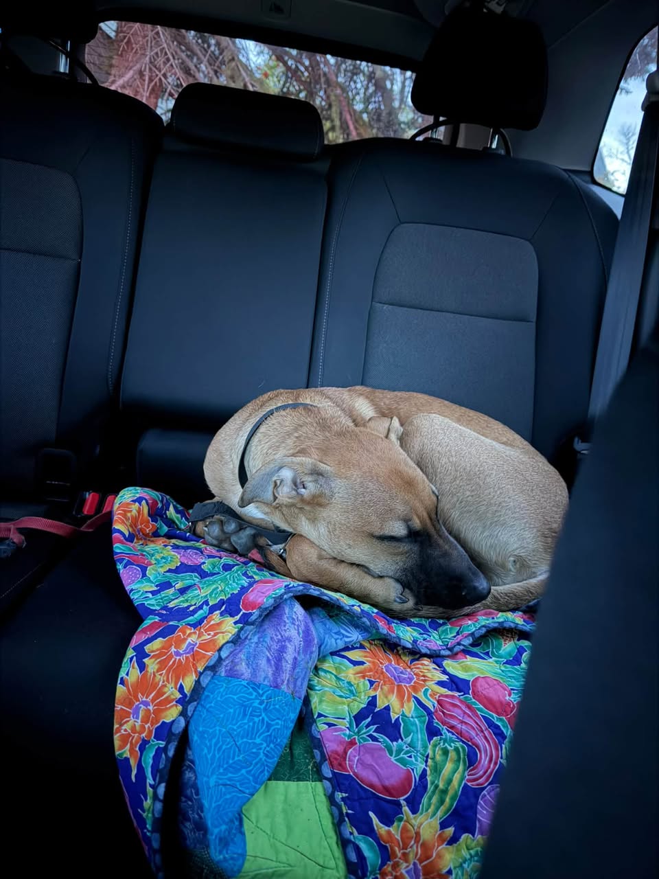 Found dog