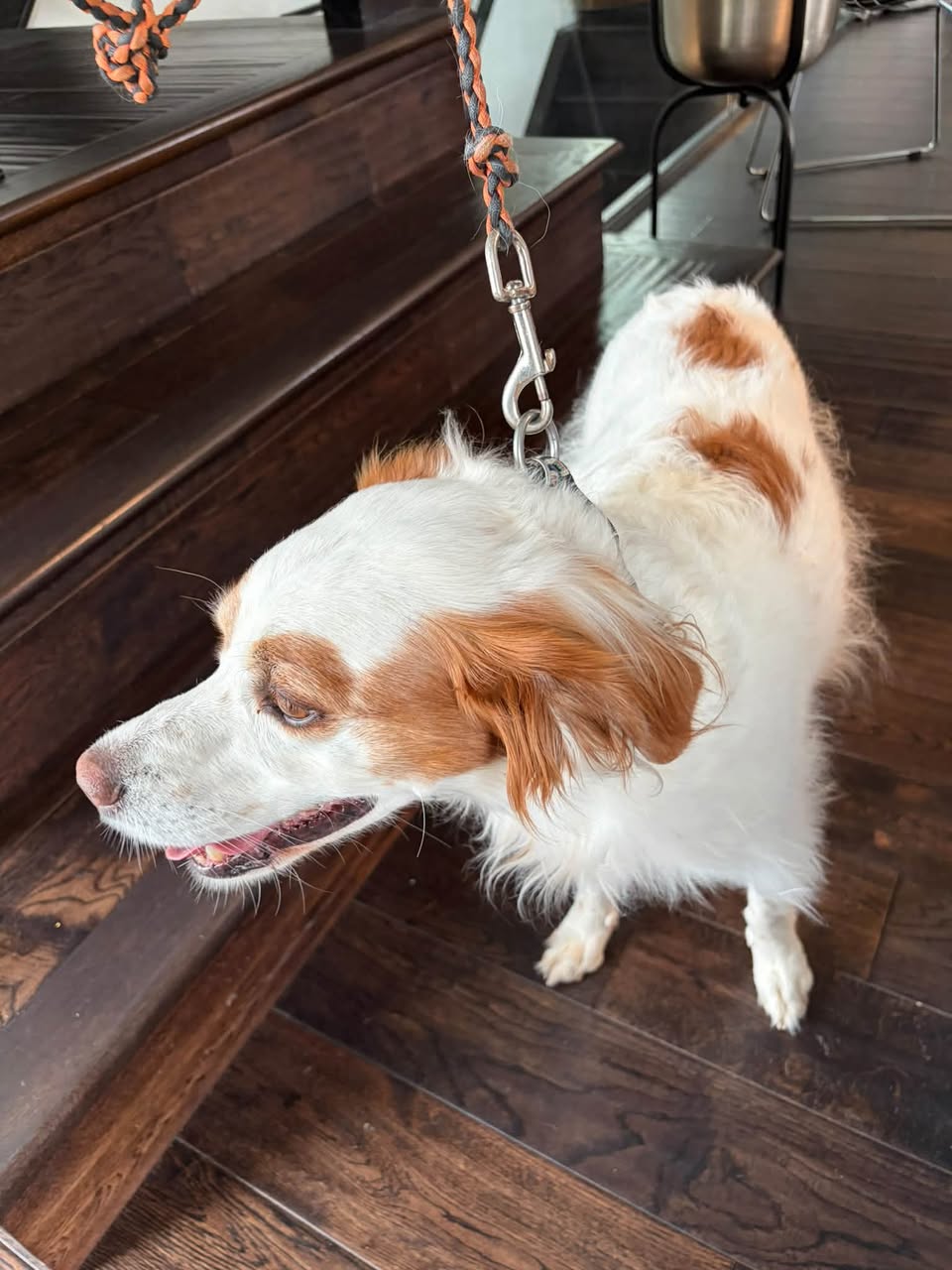 Found dog