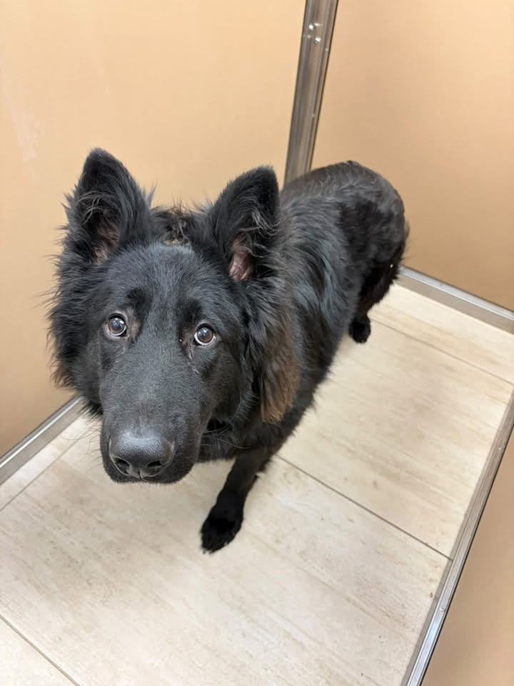 Found dog