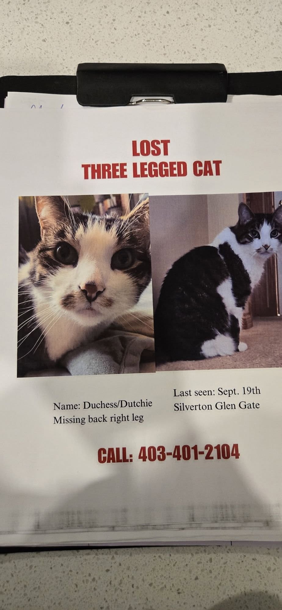 Lost Cat in Silverton Glen Gate