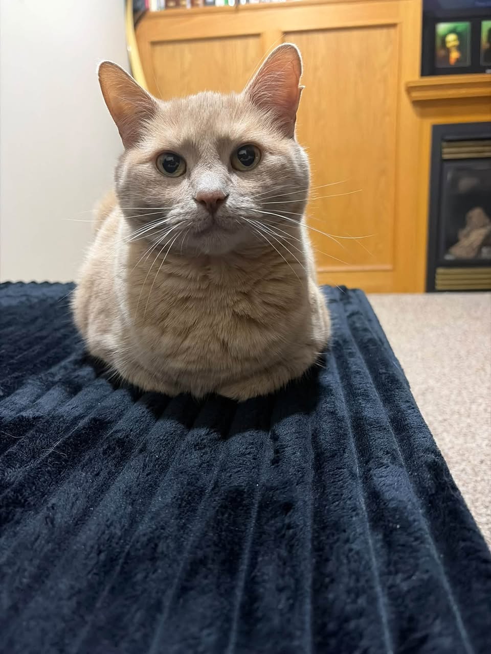 Lost Cat in Hawkwood