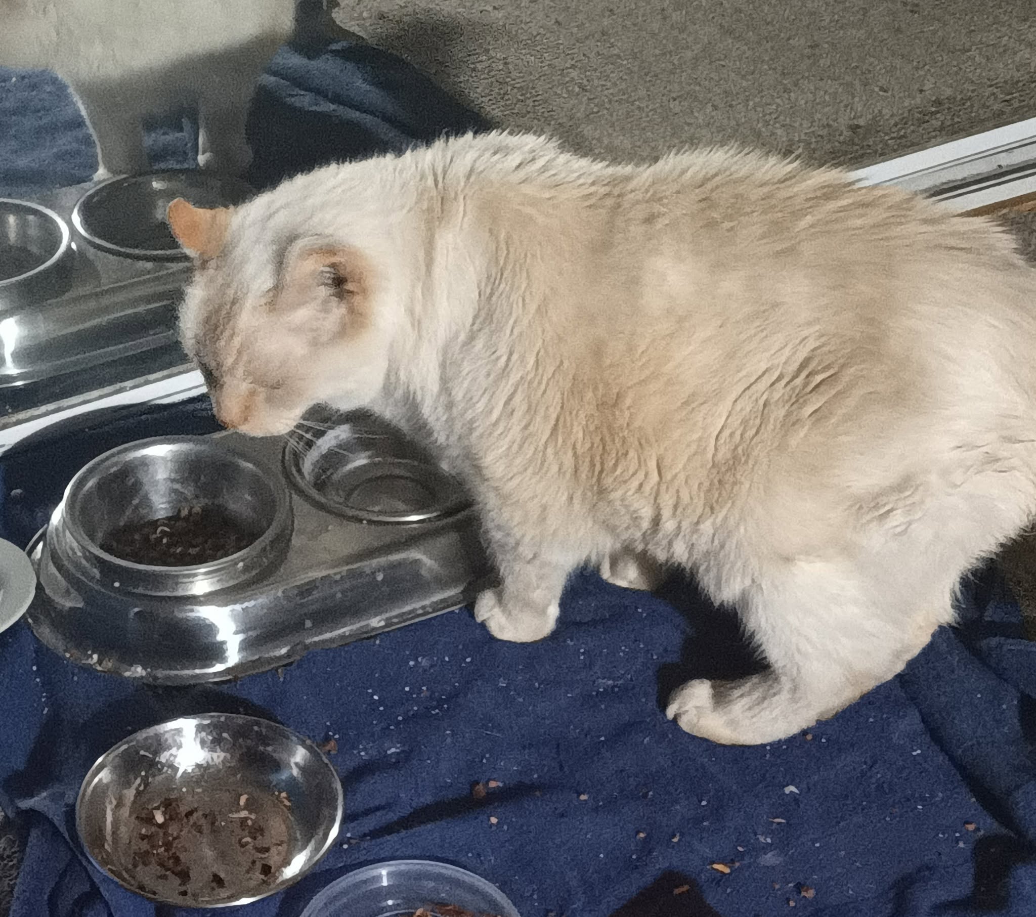 Found cat