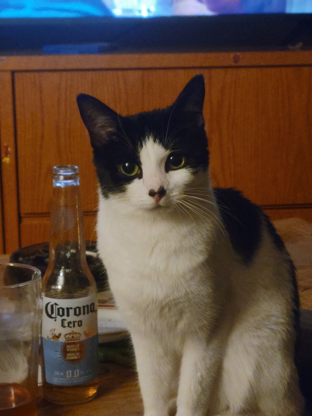 Lost cat