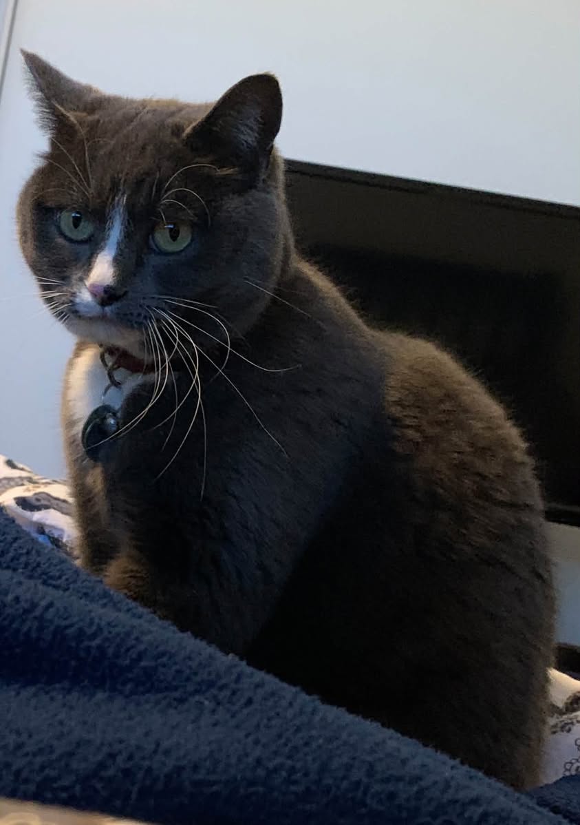 Lost cat