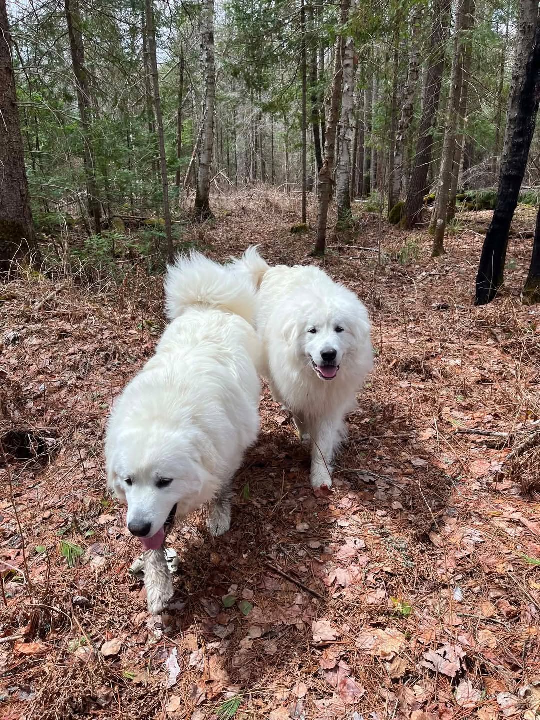 Lost Dog in Eldee