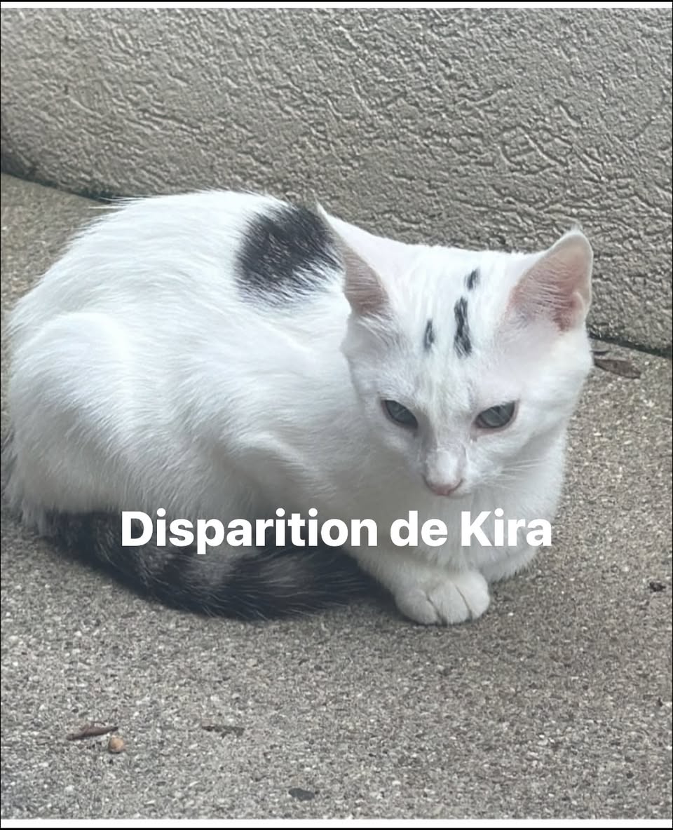 Lost cat