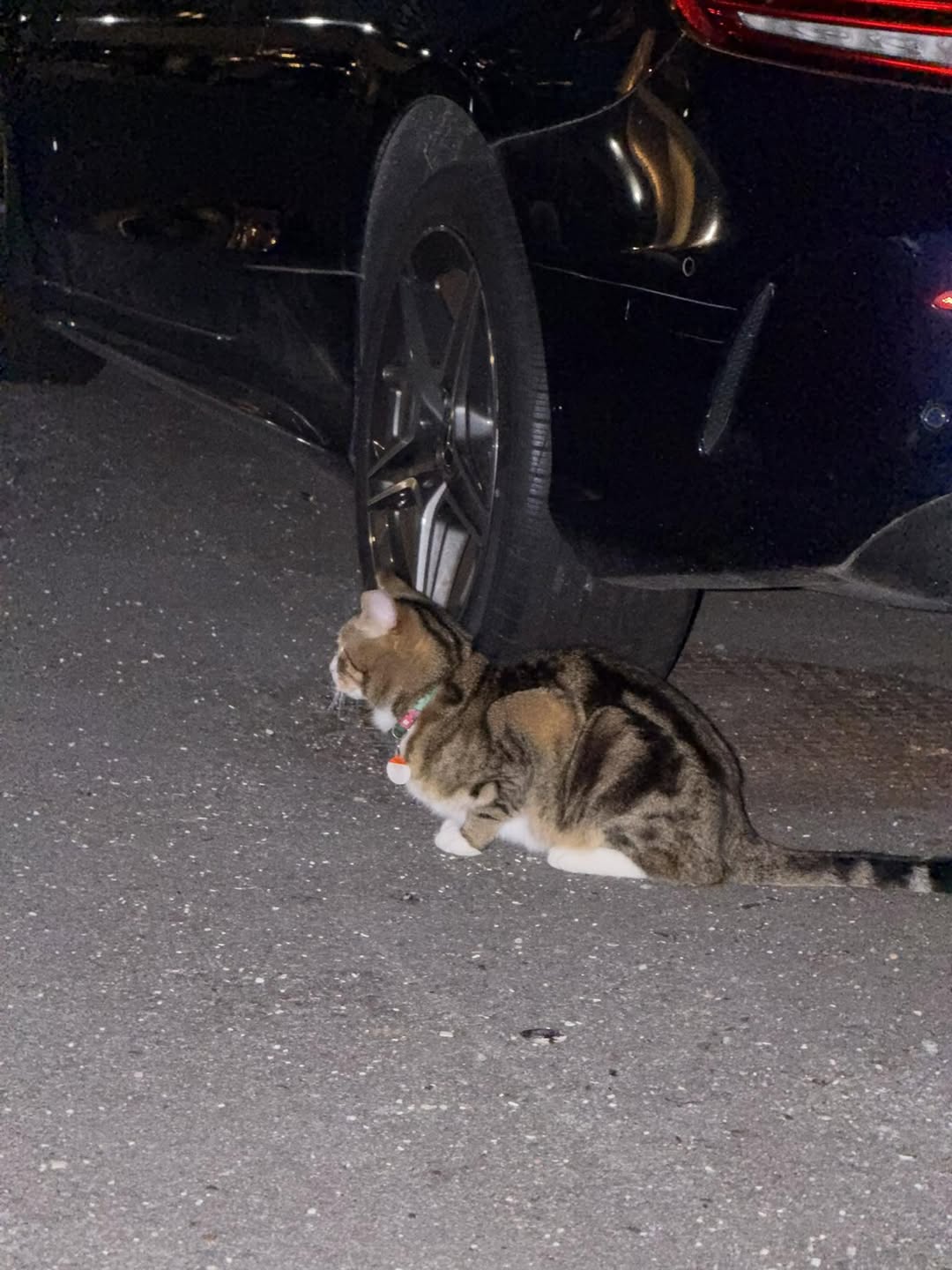 Found cat