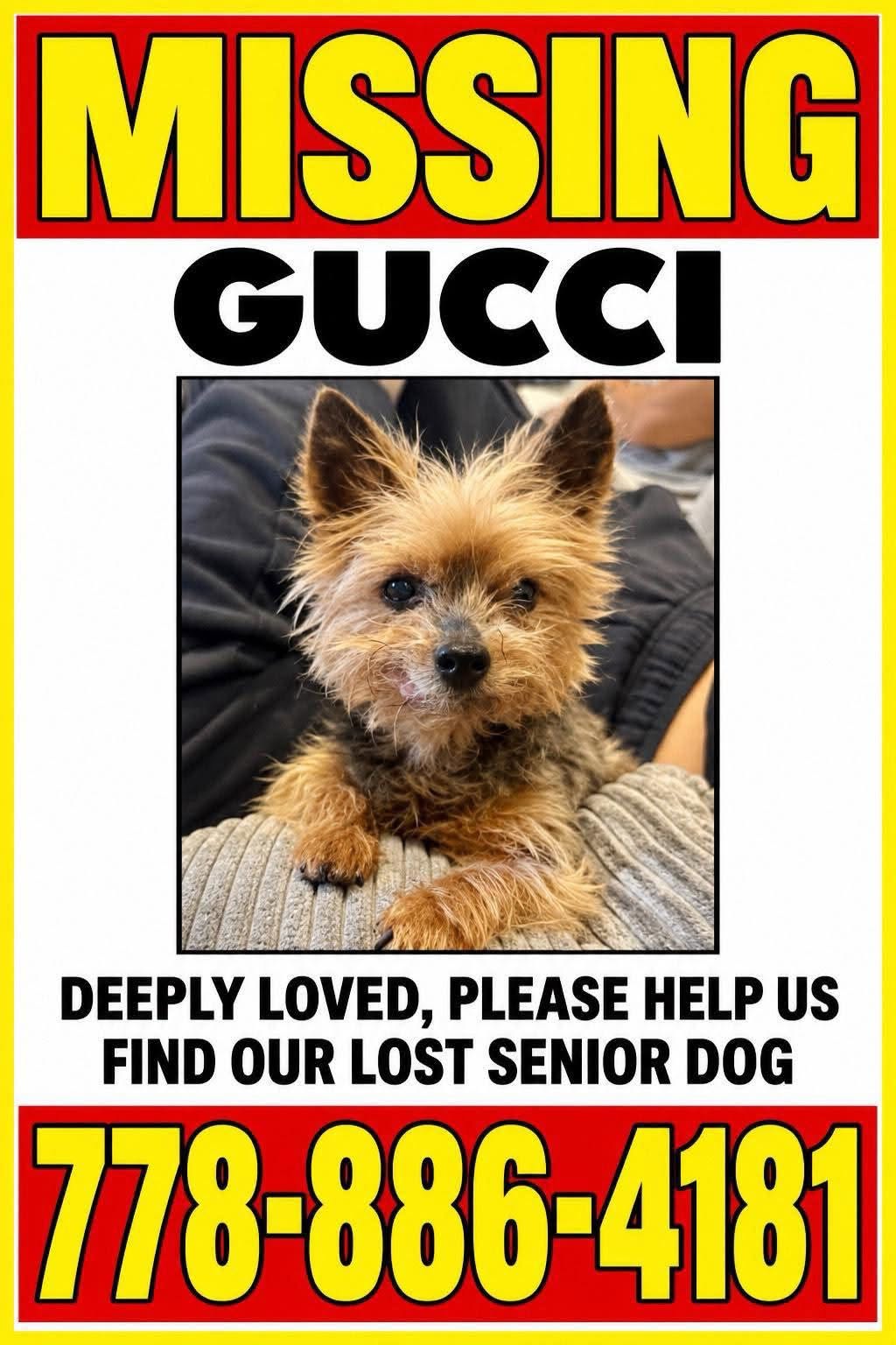 Lost Dog in North And West Vancouver