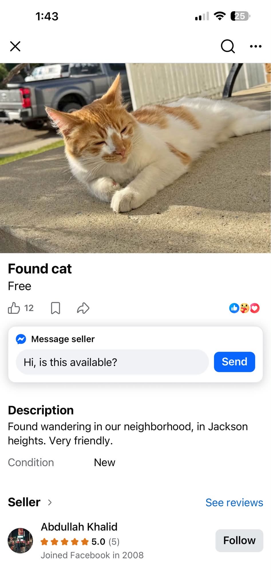 Found cat