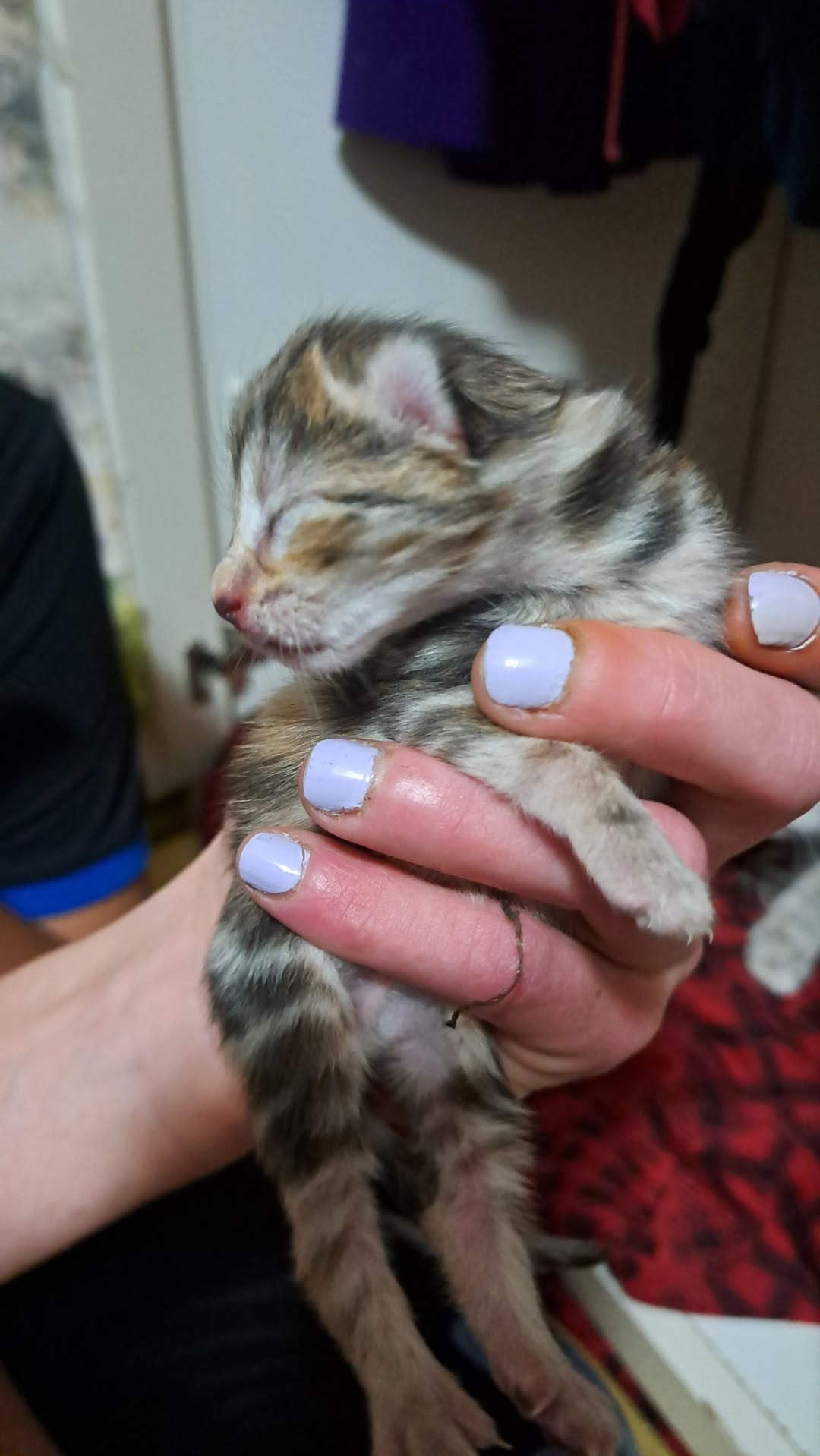 Found cat
