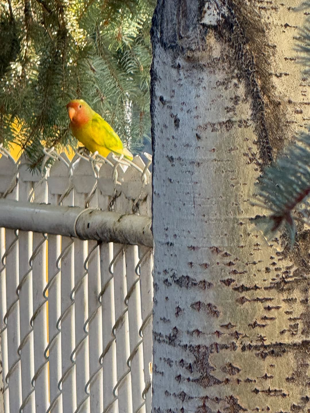 Found bird