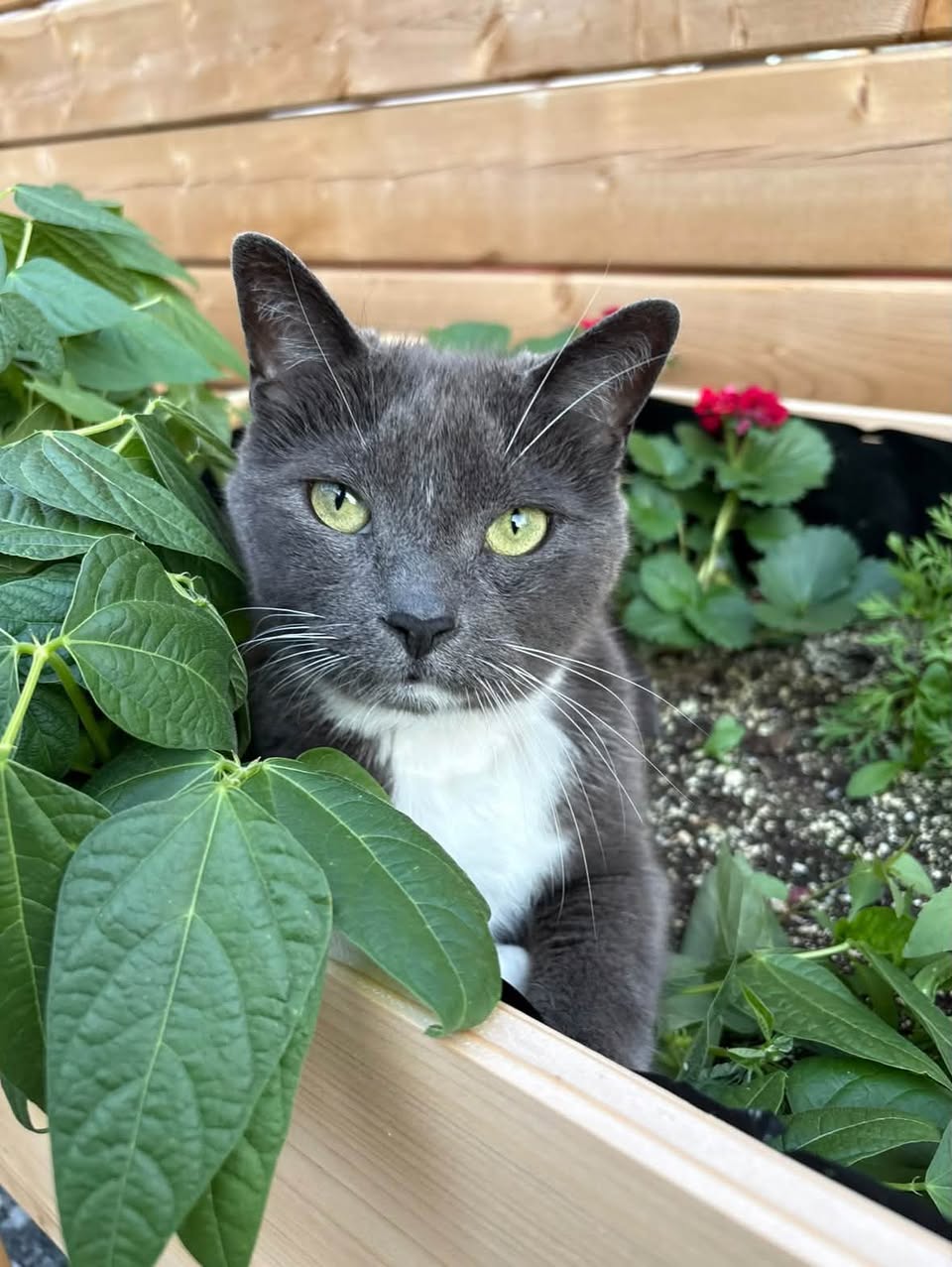 Lost Cat in Cornwall