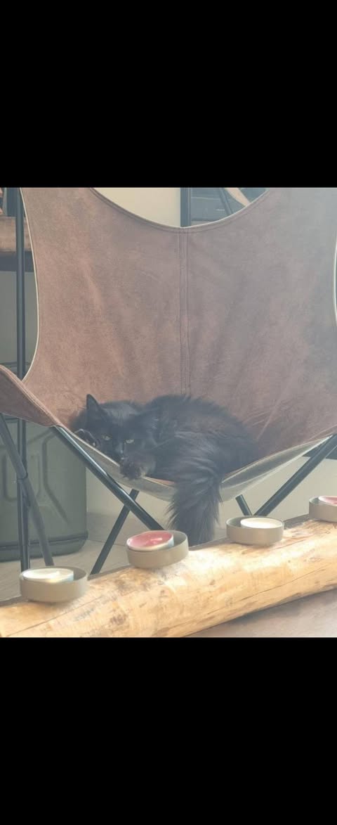 Lost Cat in FinistèRe