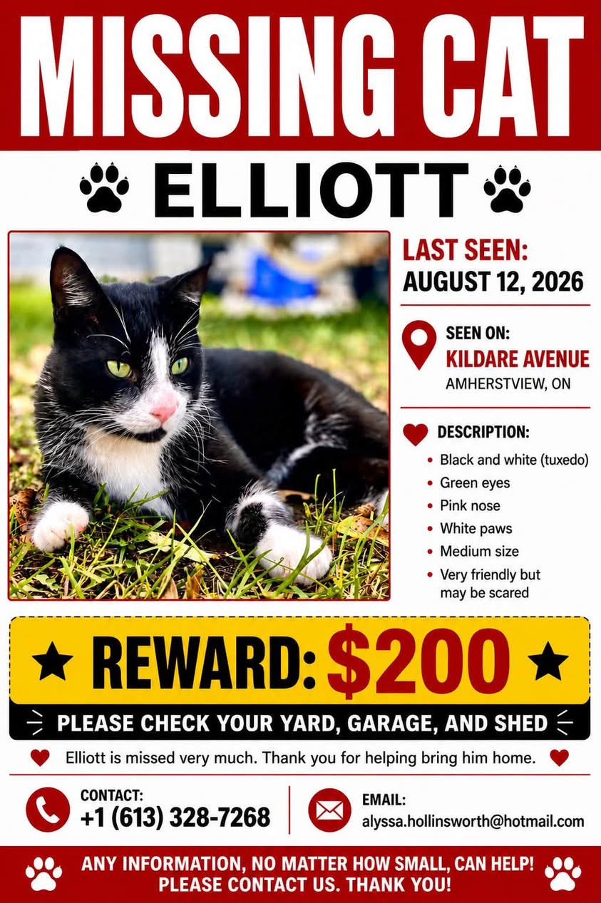 Lost Cat in Amherstview
