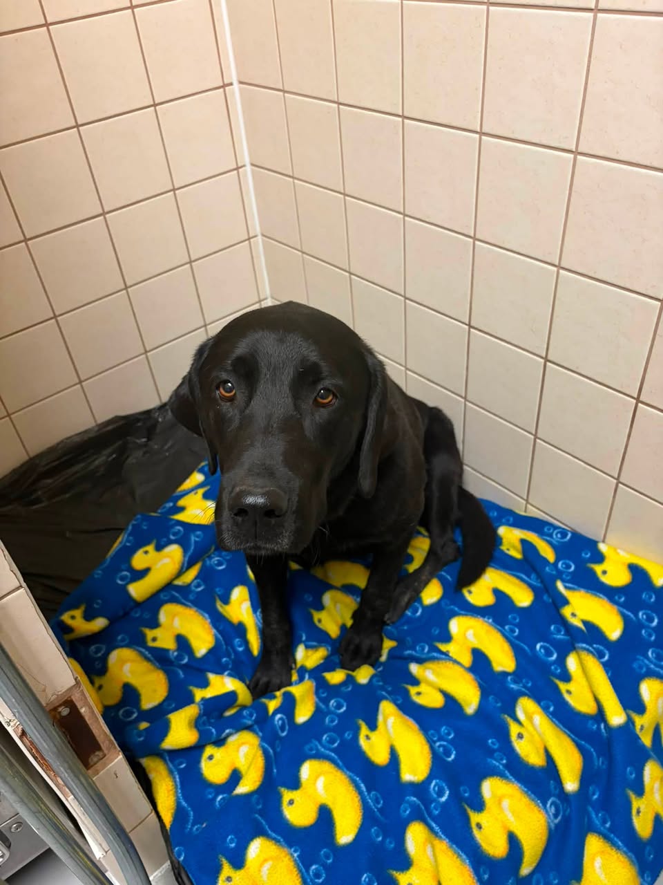 Found dog