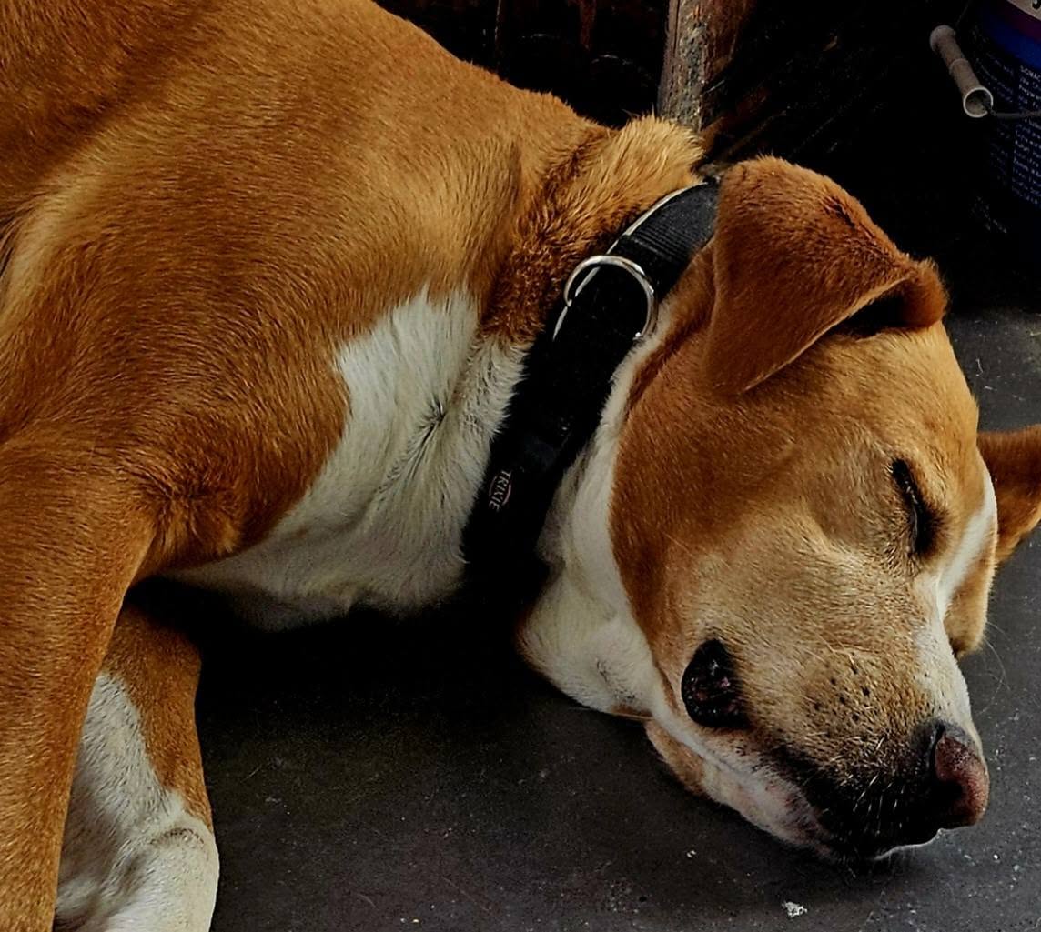 Lost Dog in Malta