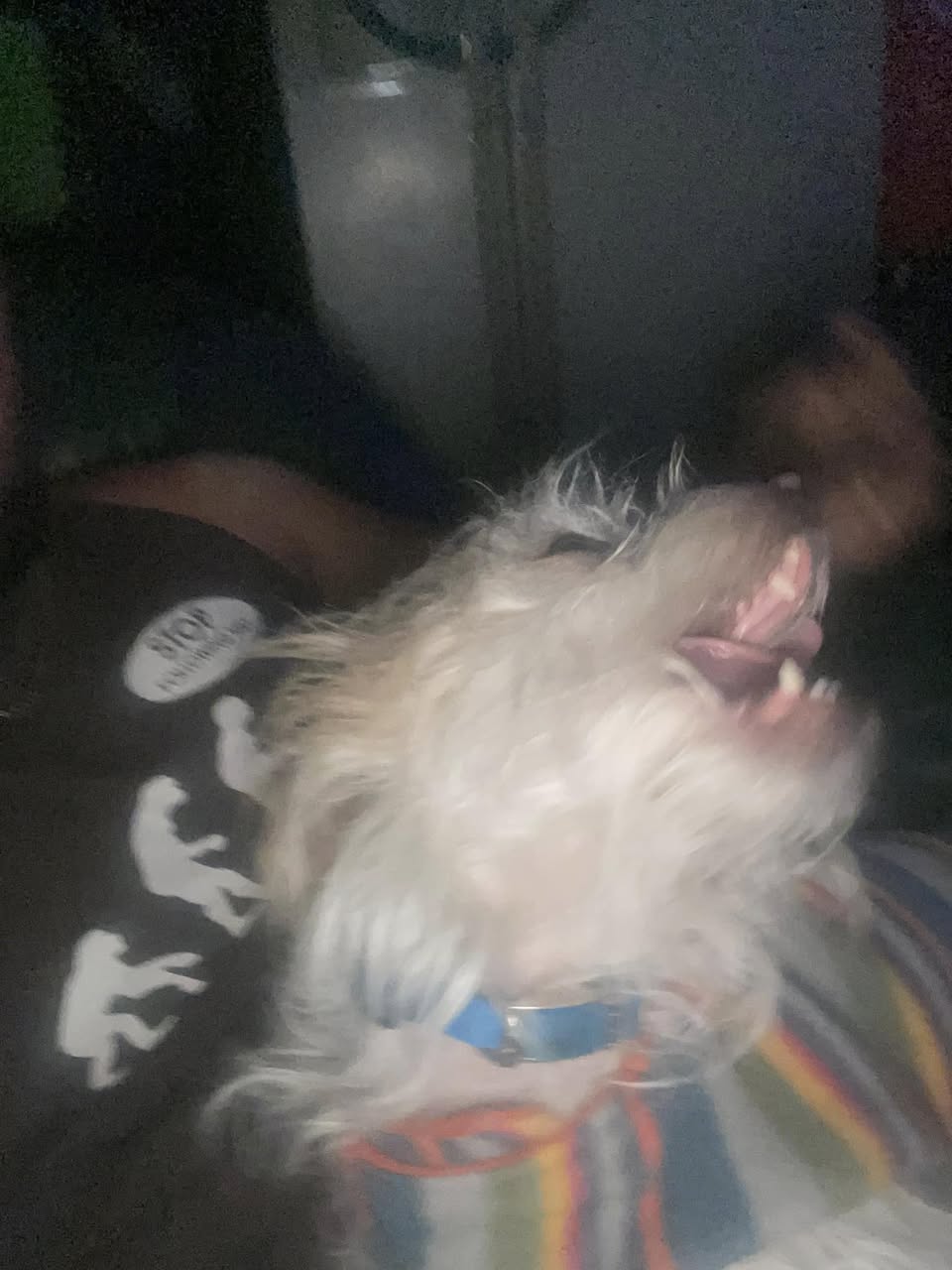 Lost Dog in Tucson