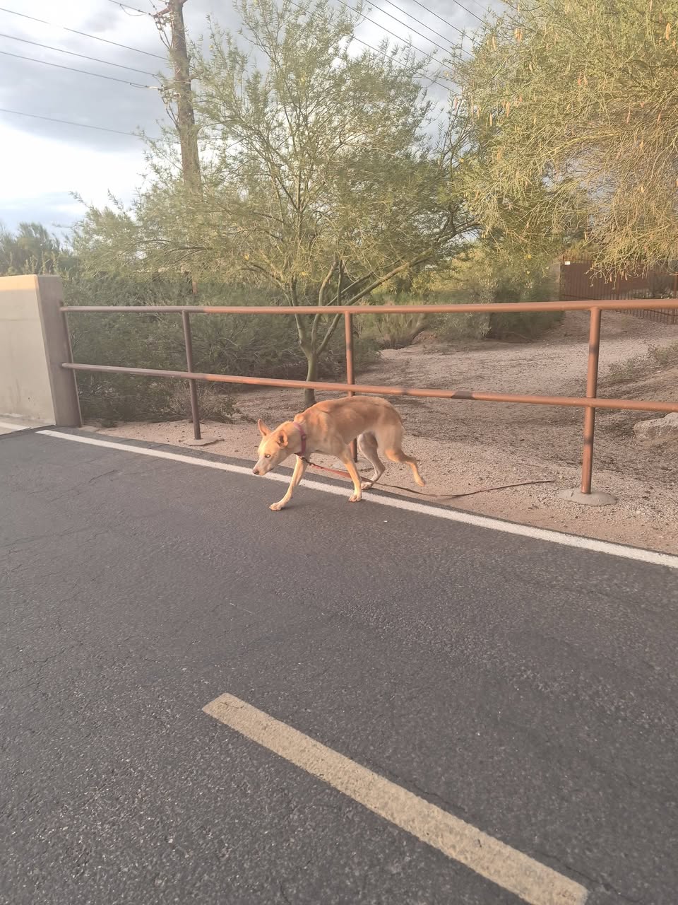 Found dog