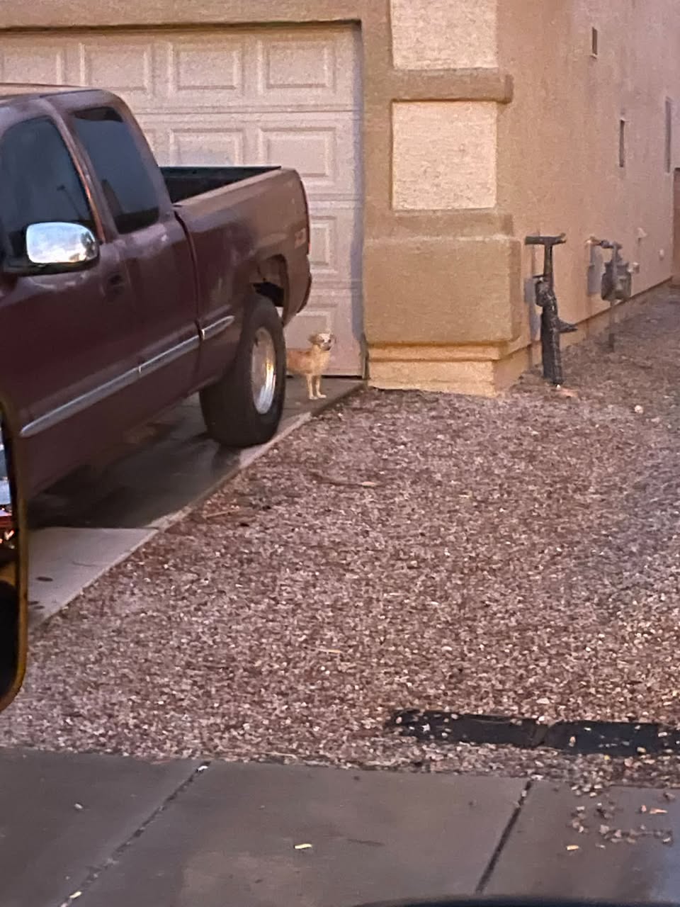 Found dog
