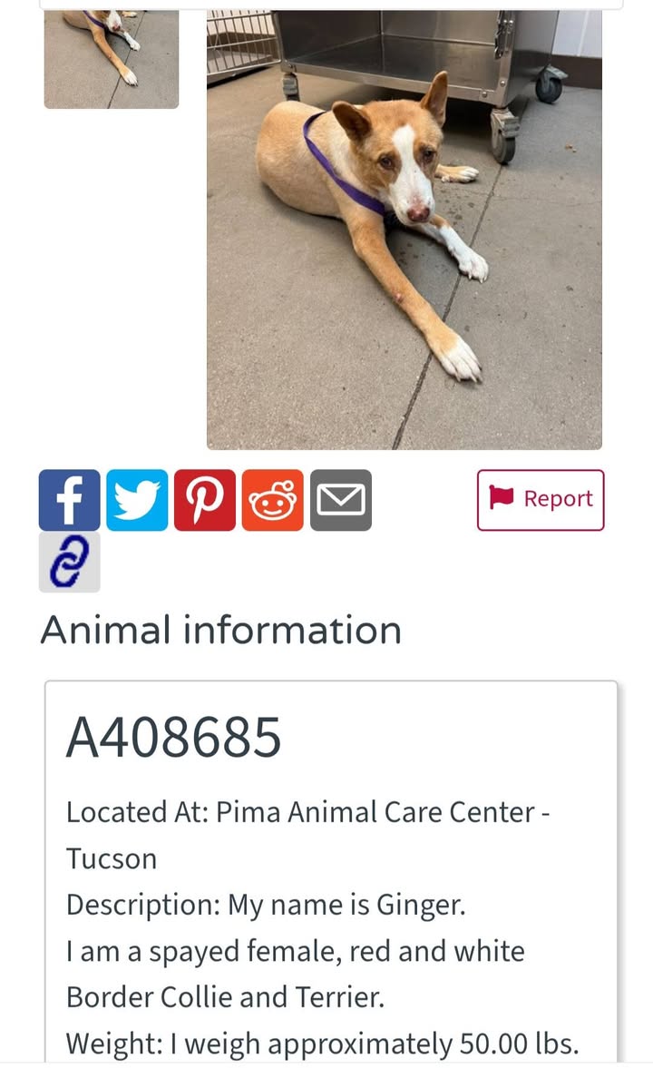Found dog