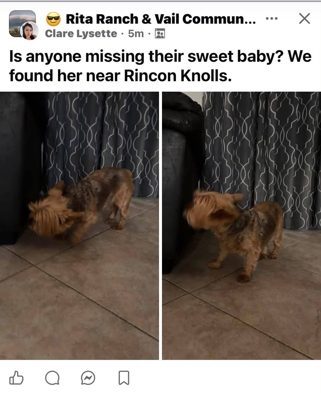 Found dog