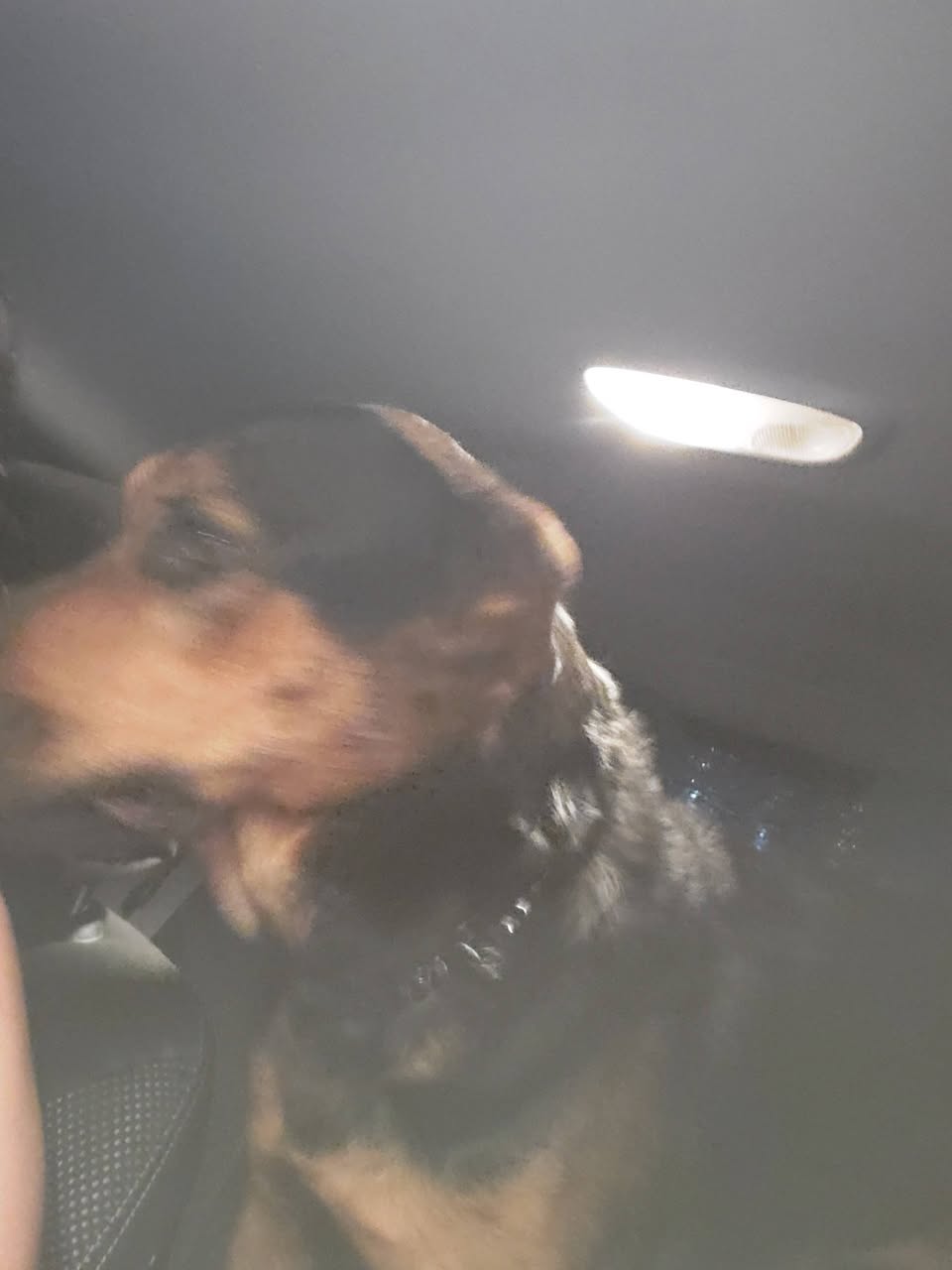 Found dog