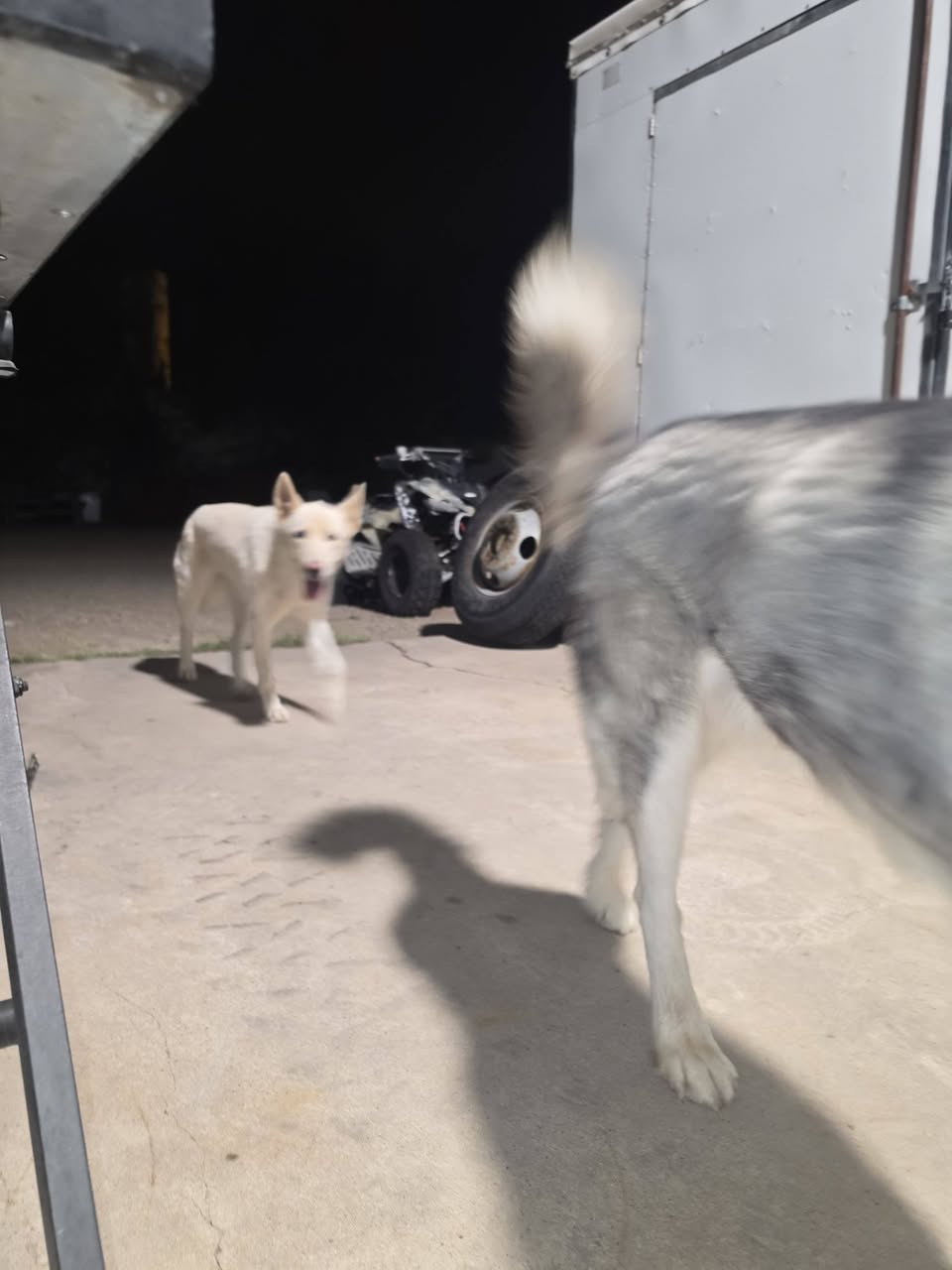 Found dog