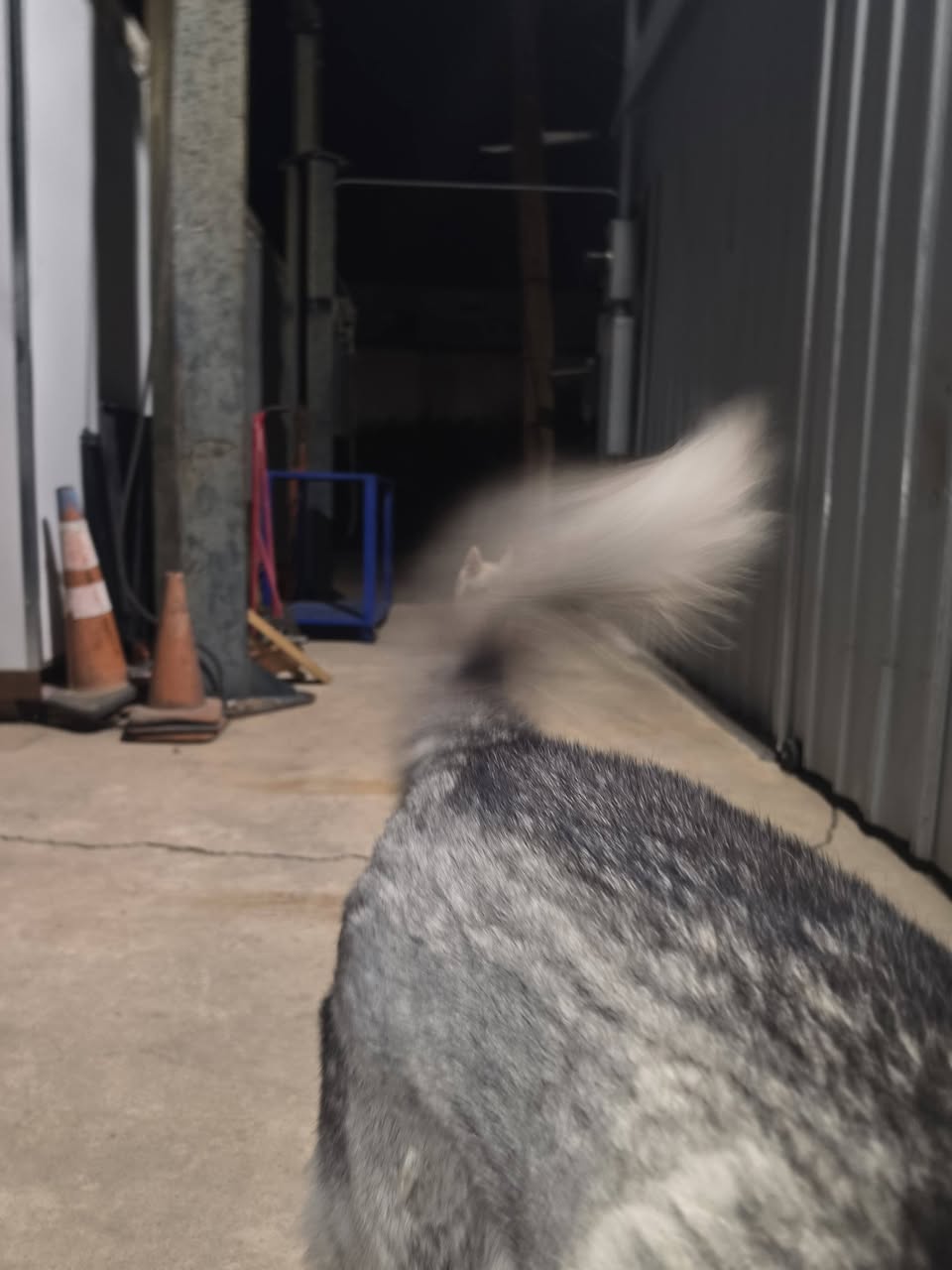 Found dog