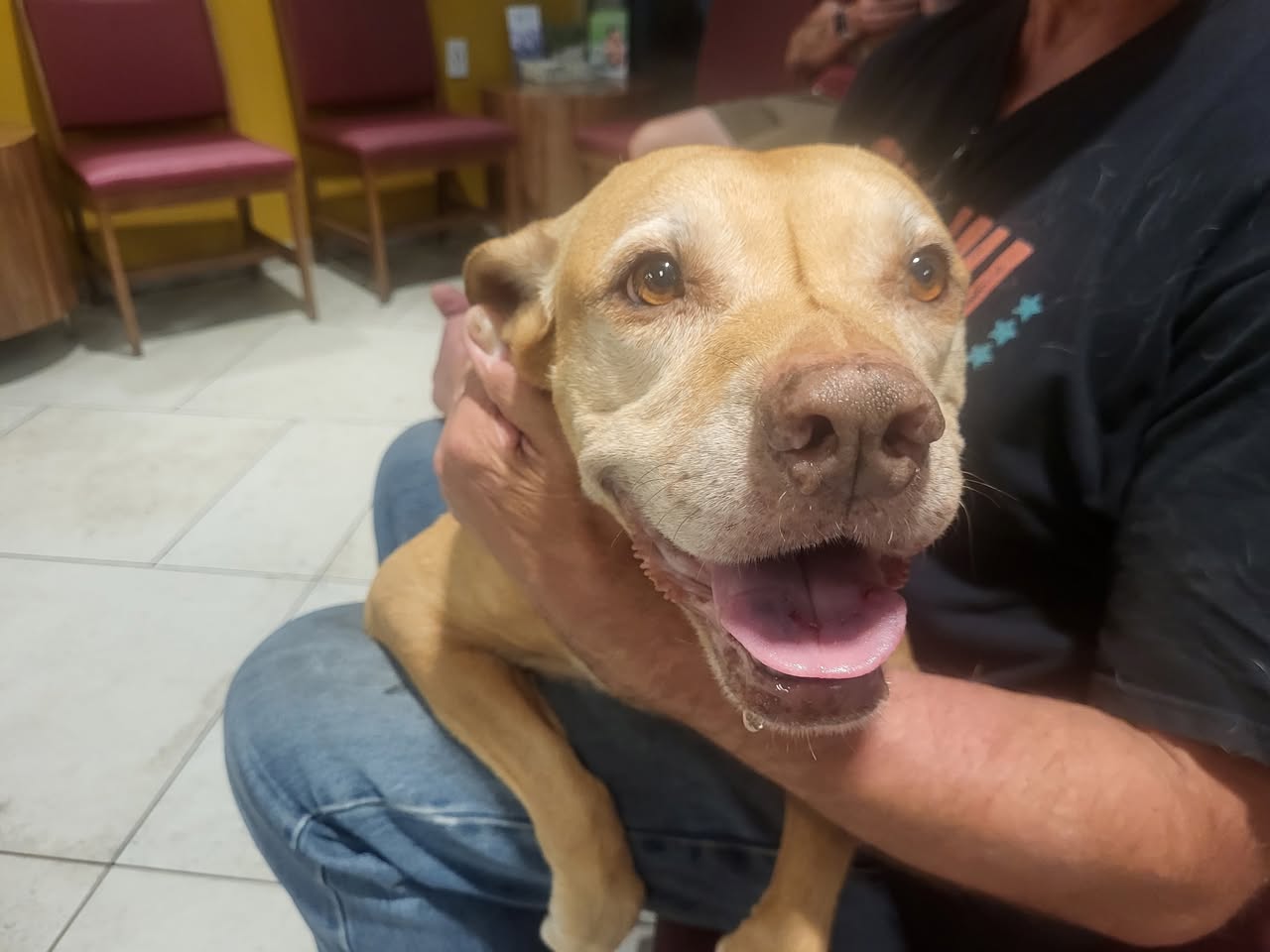 Found dog