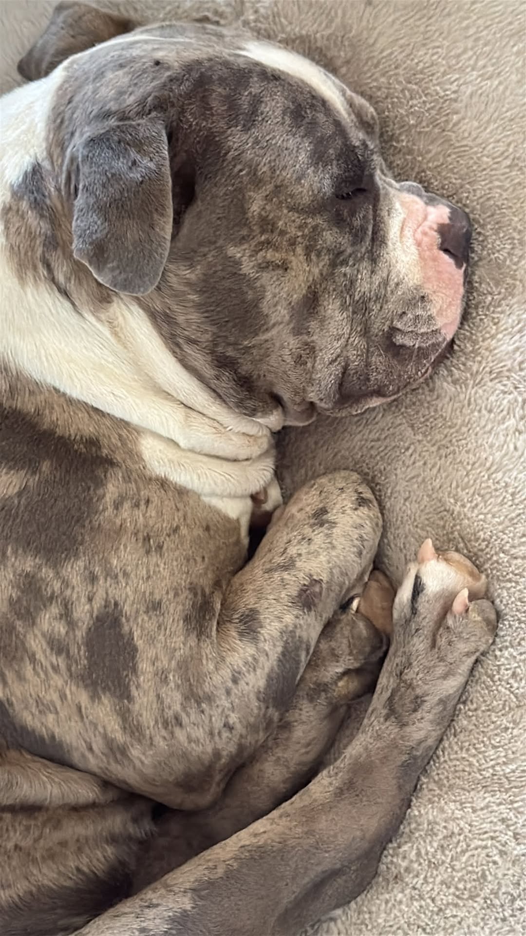 Lost Dog in Miracle Mile