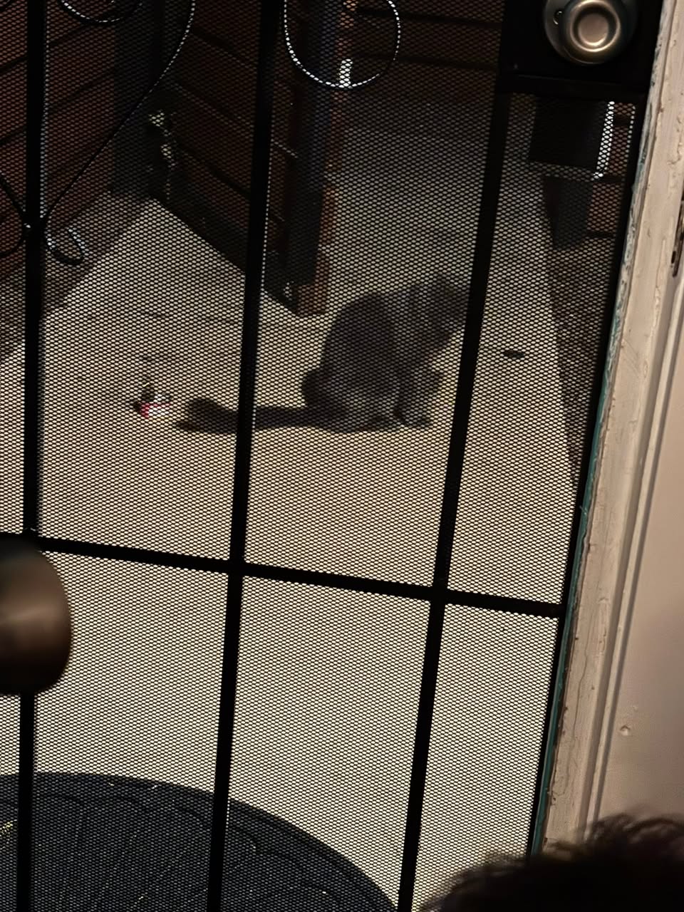 Found cat