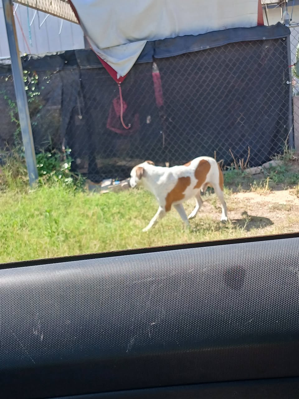 Found dog