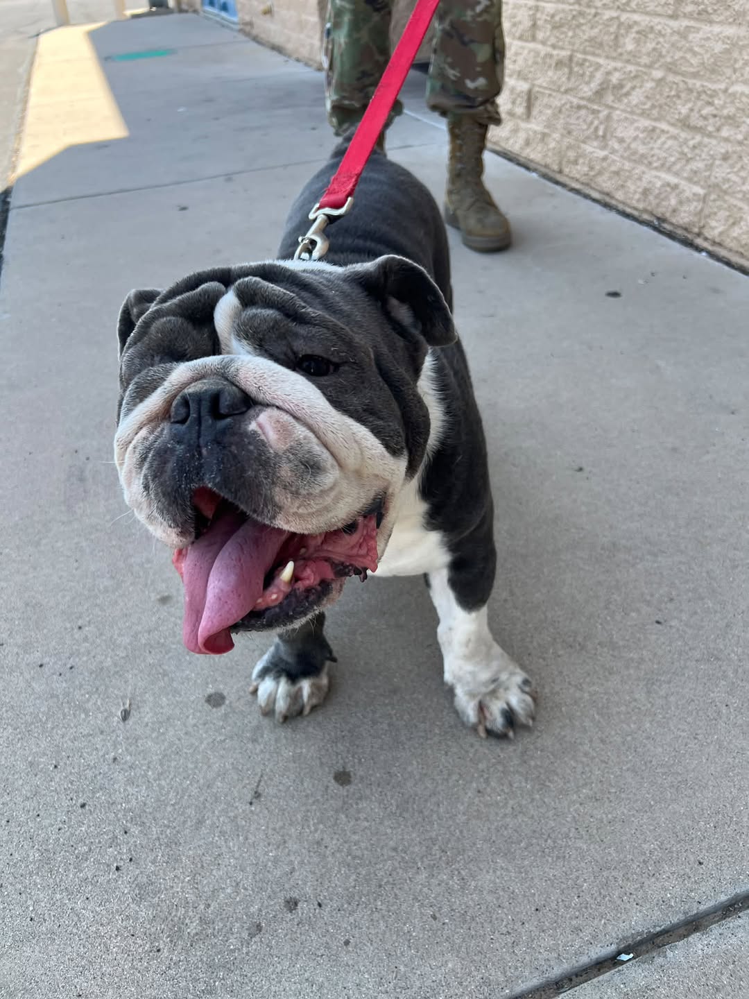 Found dog