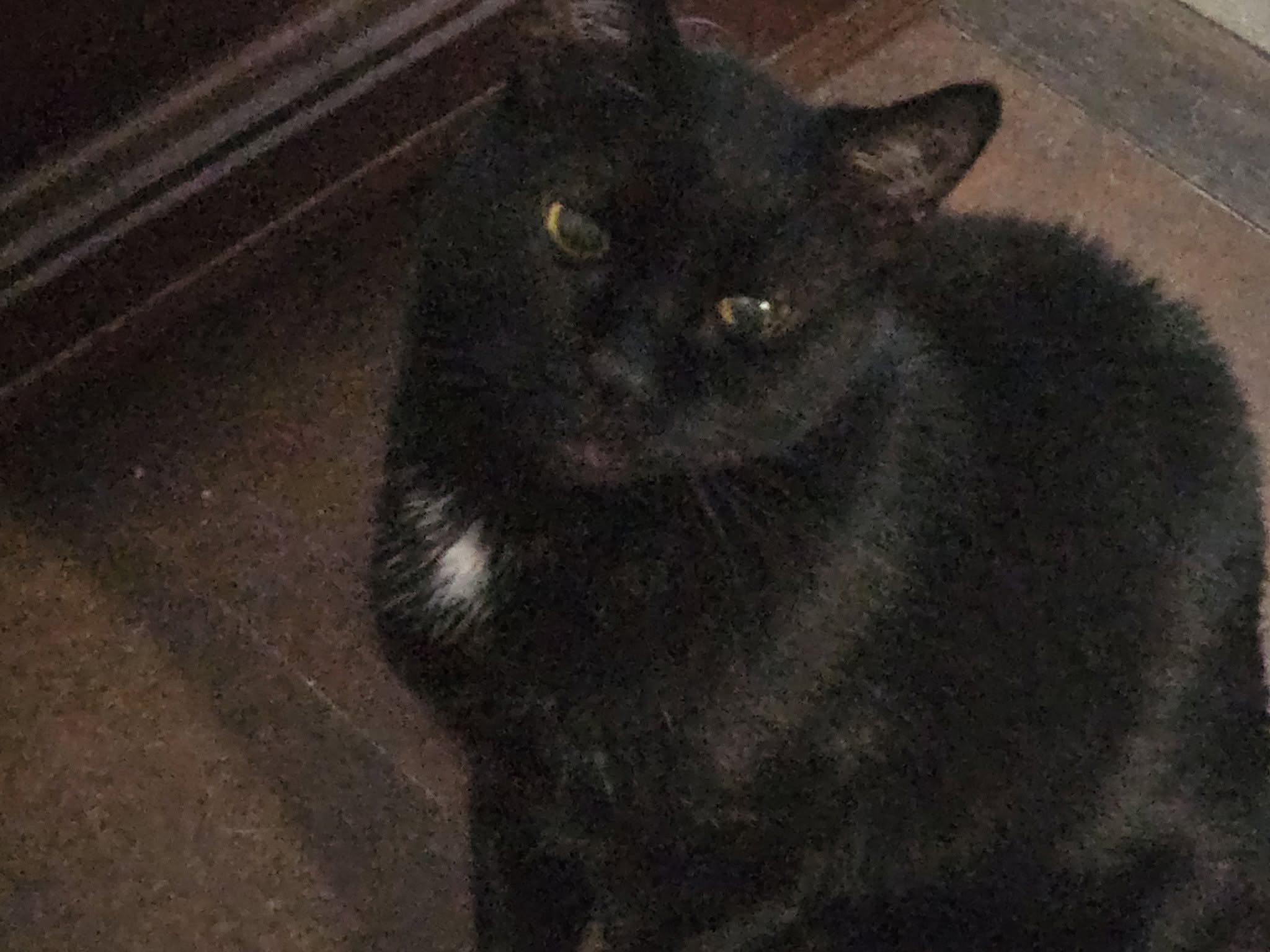 Lost cat