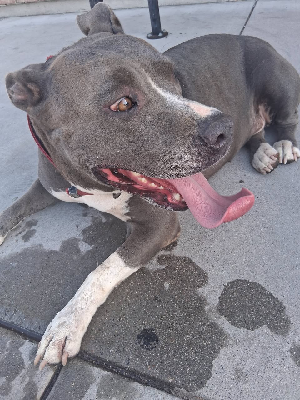Found dog