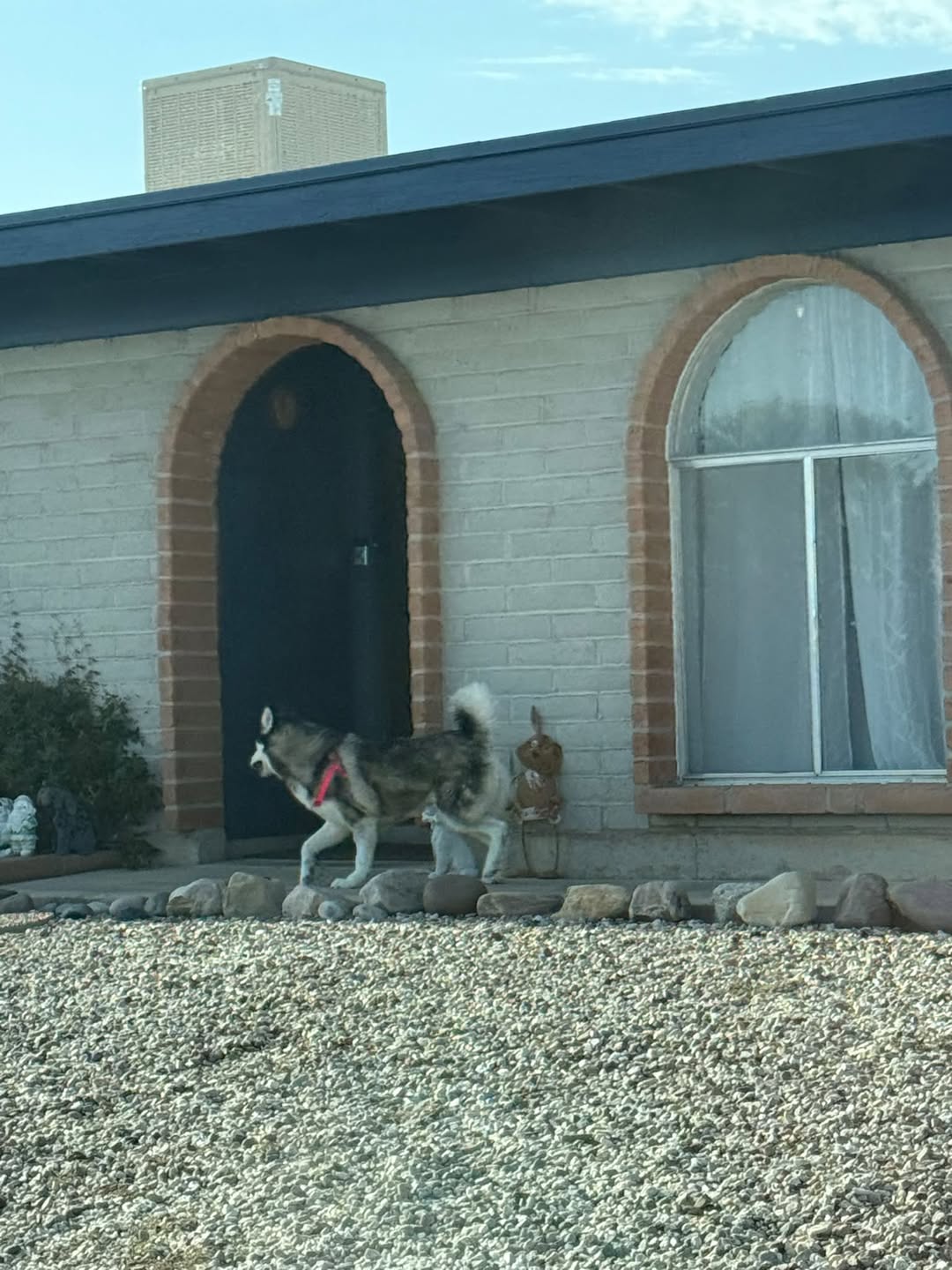 Found dog