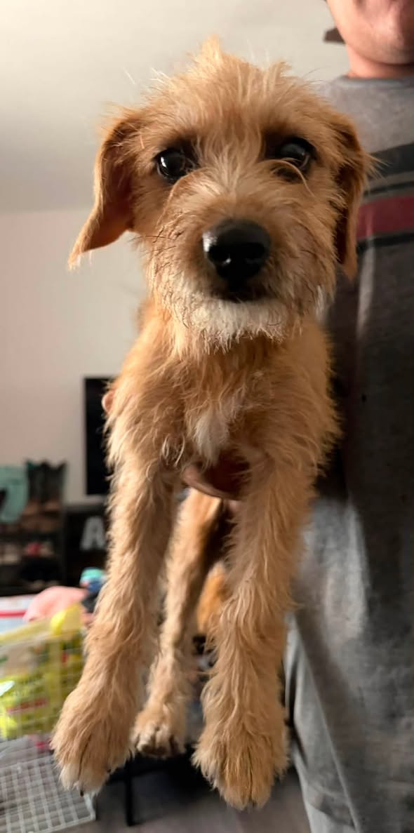 Found dog