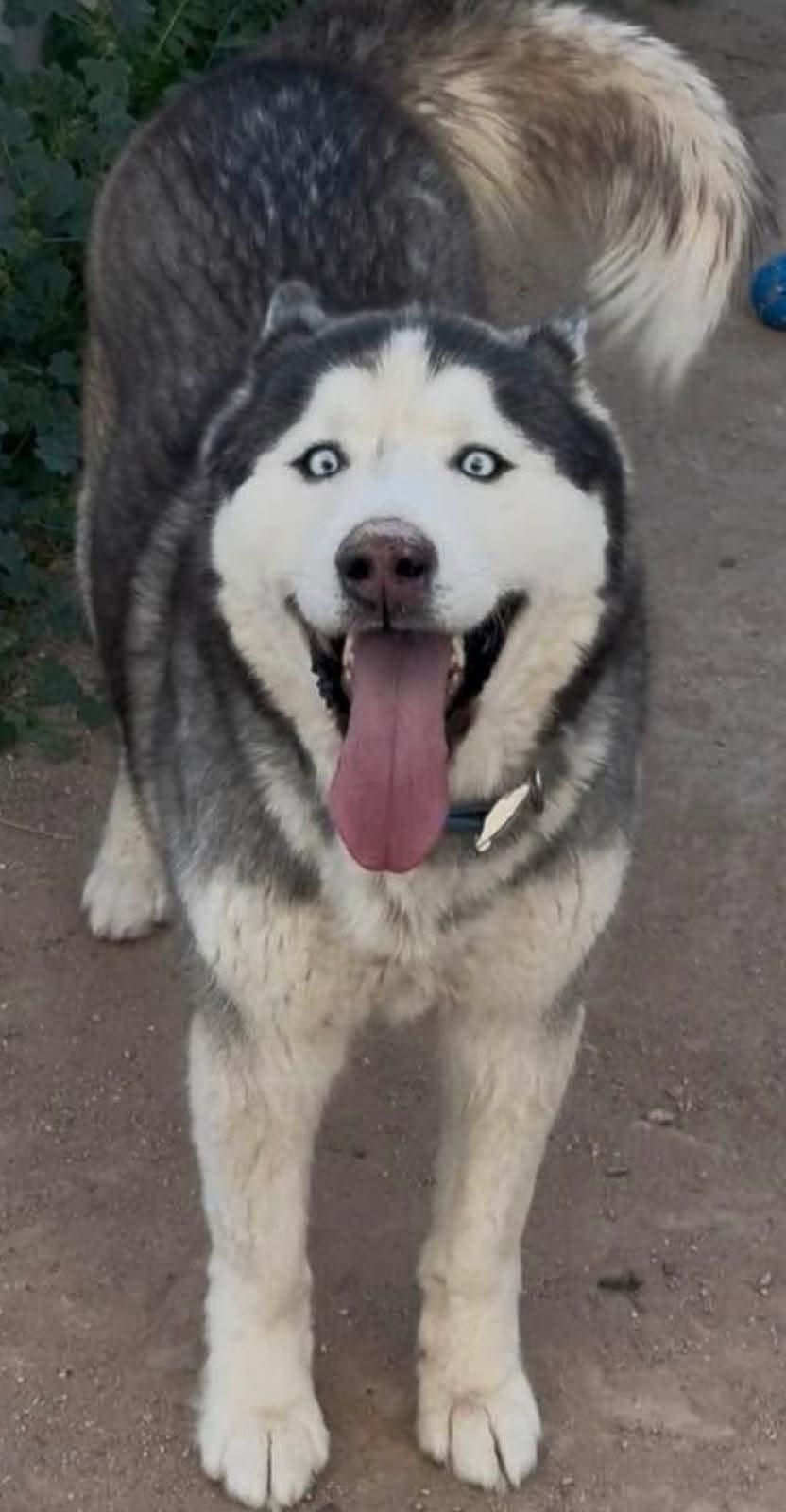 Lost Dog in Tucson