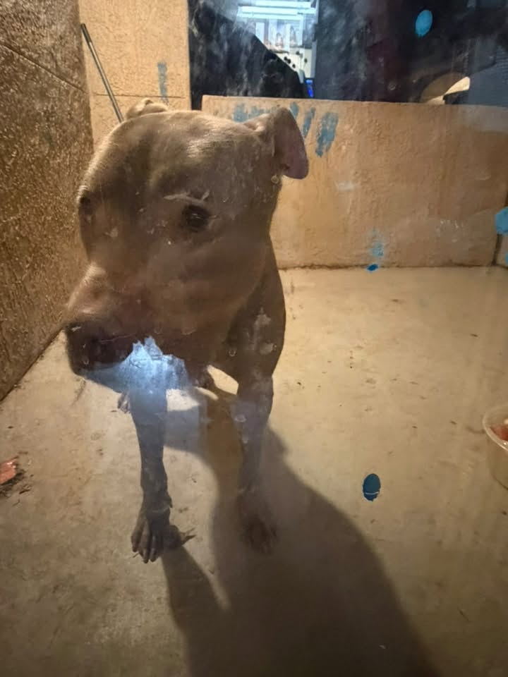 Found dog