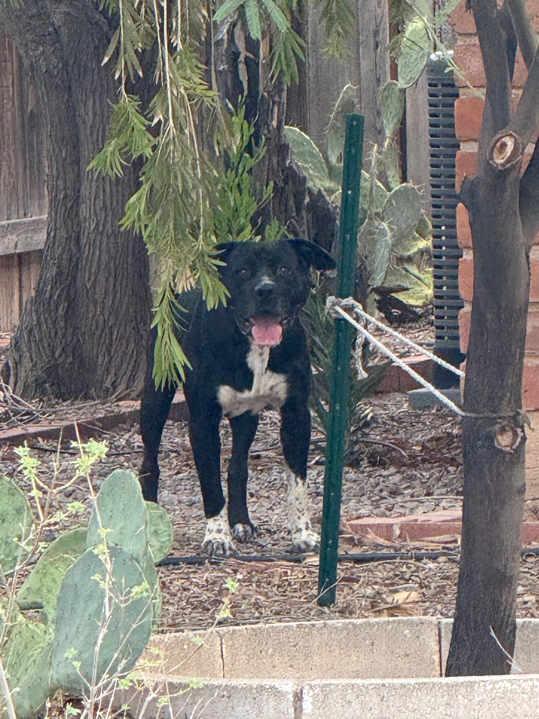 Found dog